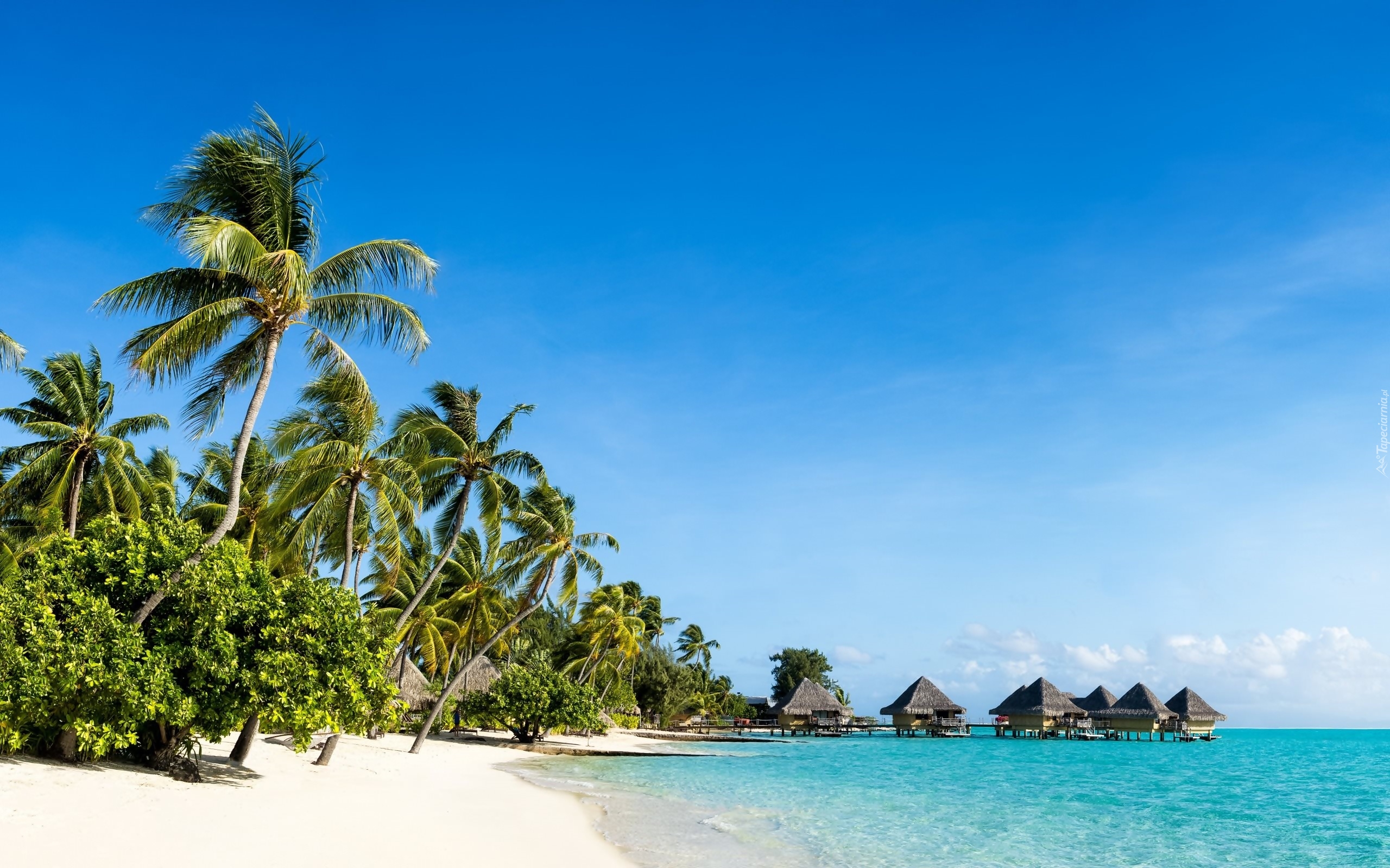 Malediwy, Plaża, Ocean, Palmy, Domki