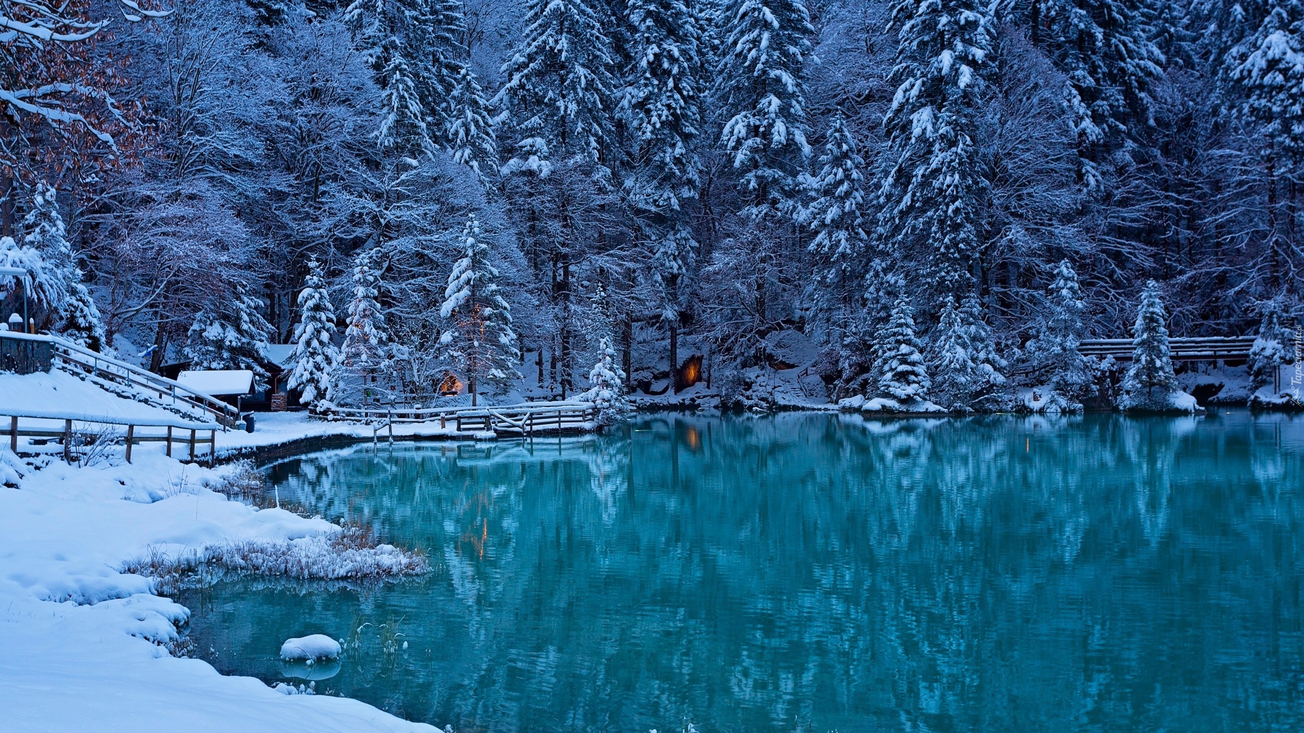 Szwajcaria, Dolina Kandera, Zima, Jezioro Blausee, Drzewa, Świerki