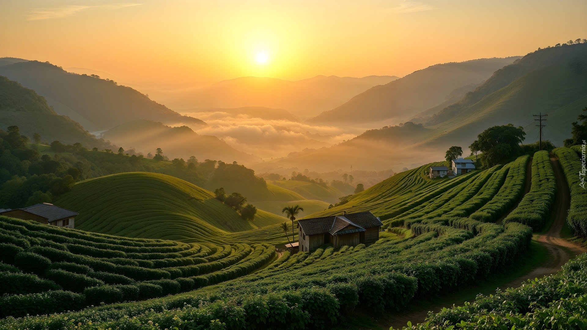 Plantacja, Pola, Góry, Wschód słońca