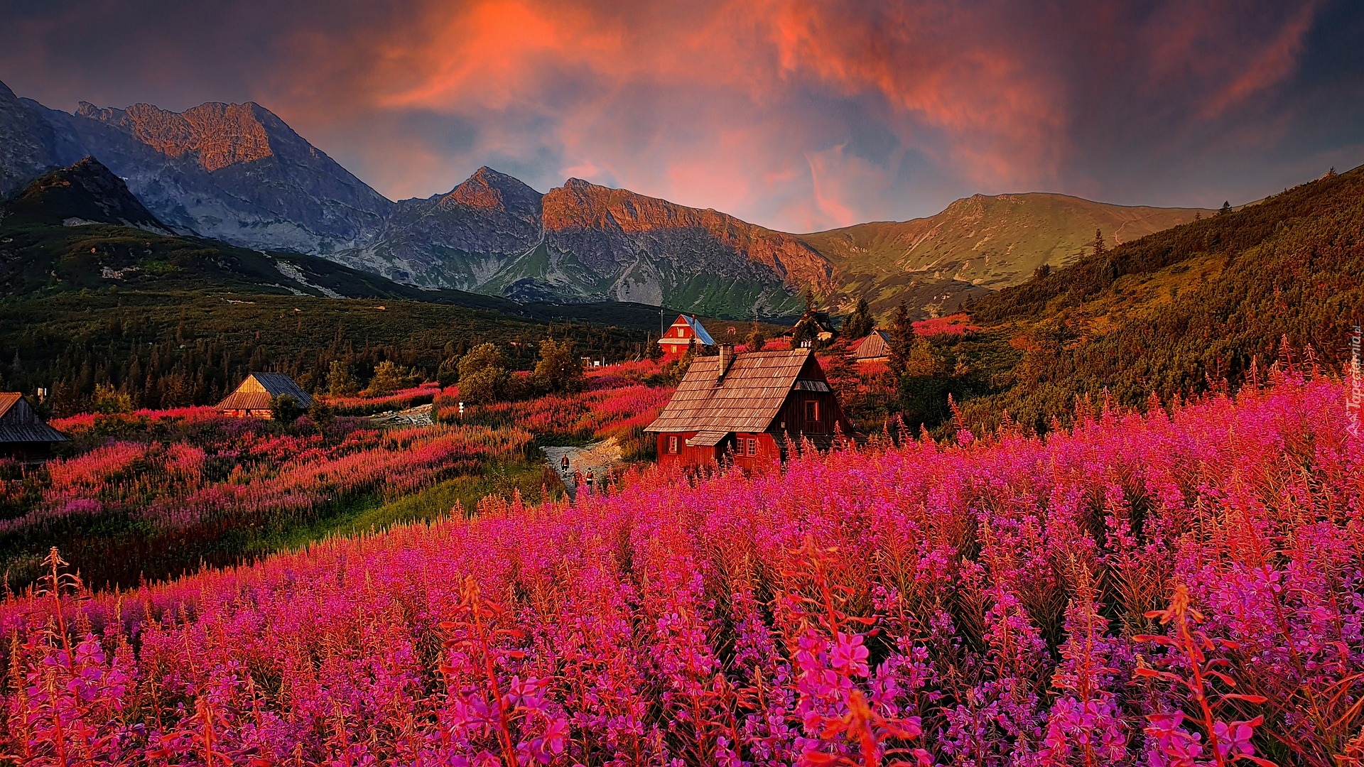 Polska, Hala Gasienicowa, Góry, Tatry, Wierzbówka kiprzyca, Domy