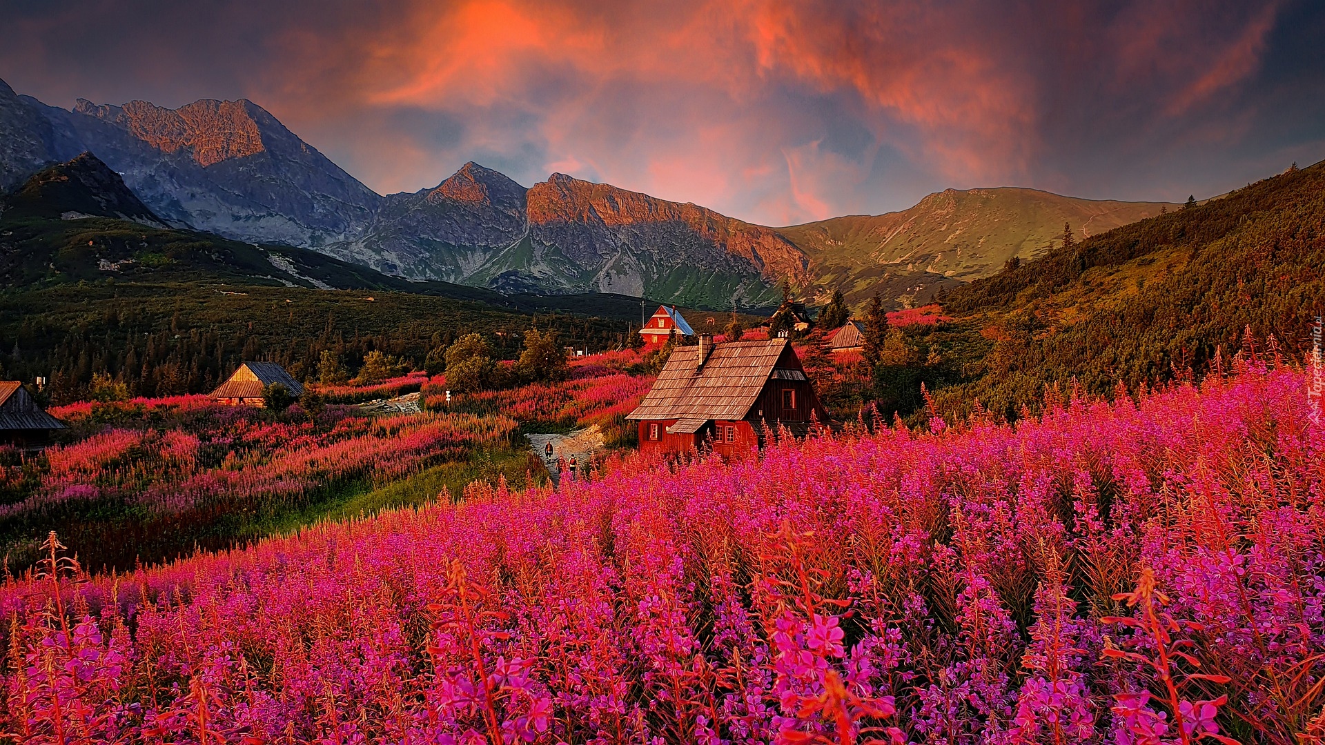 Polska, Hala Gasienicowa, Góry, Tatry, Wierzbówka kiprzyca, Domy