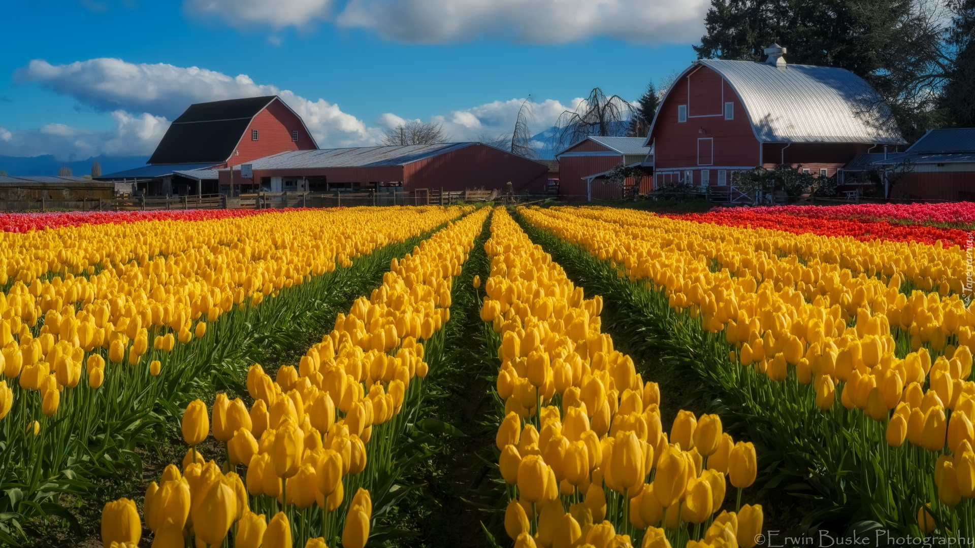 Plantacja, Tulipany, Pole, Domy, Skagit Valley, Stan Waszyngton, Stany Zjednoczone