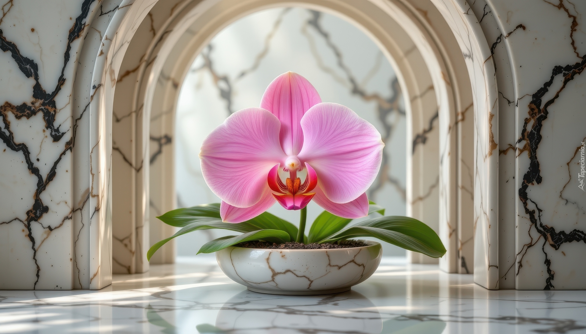 Kwiat, Storczyk, Różowy