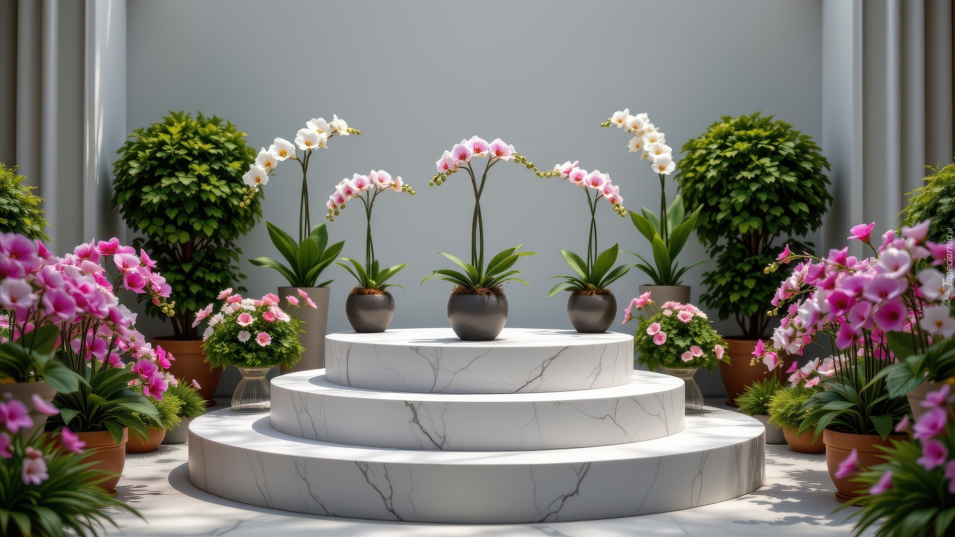 Podium, Kwiaty, Storczyki, Donice