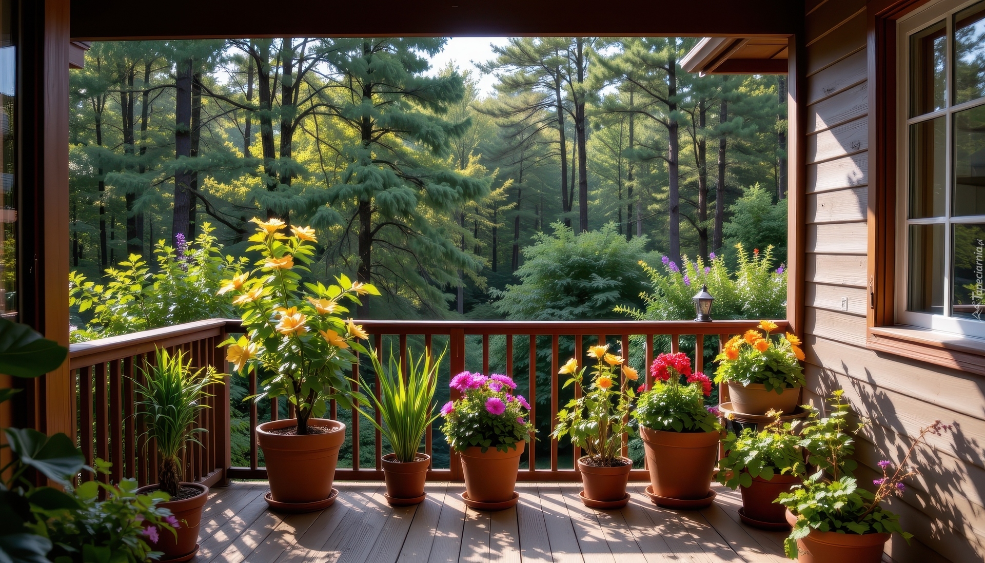 Kwiaty, Doniczki, Balkon, Dom, Las