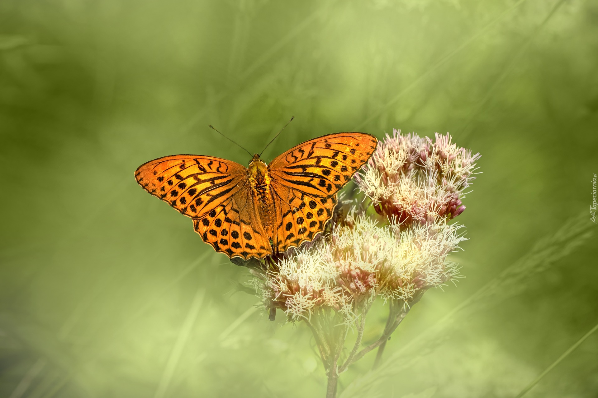 Owad, Motyl, Dostojka malinowiec, Roślina