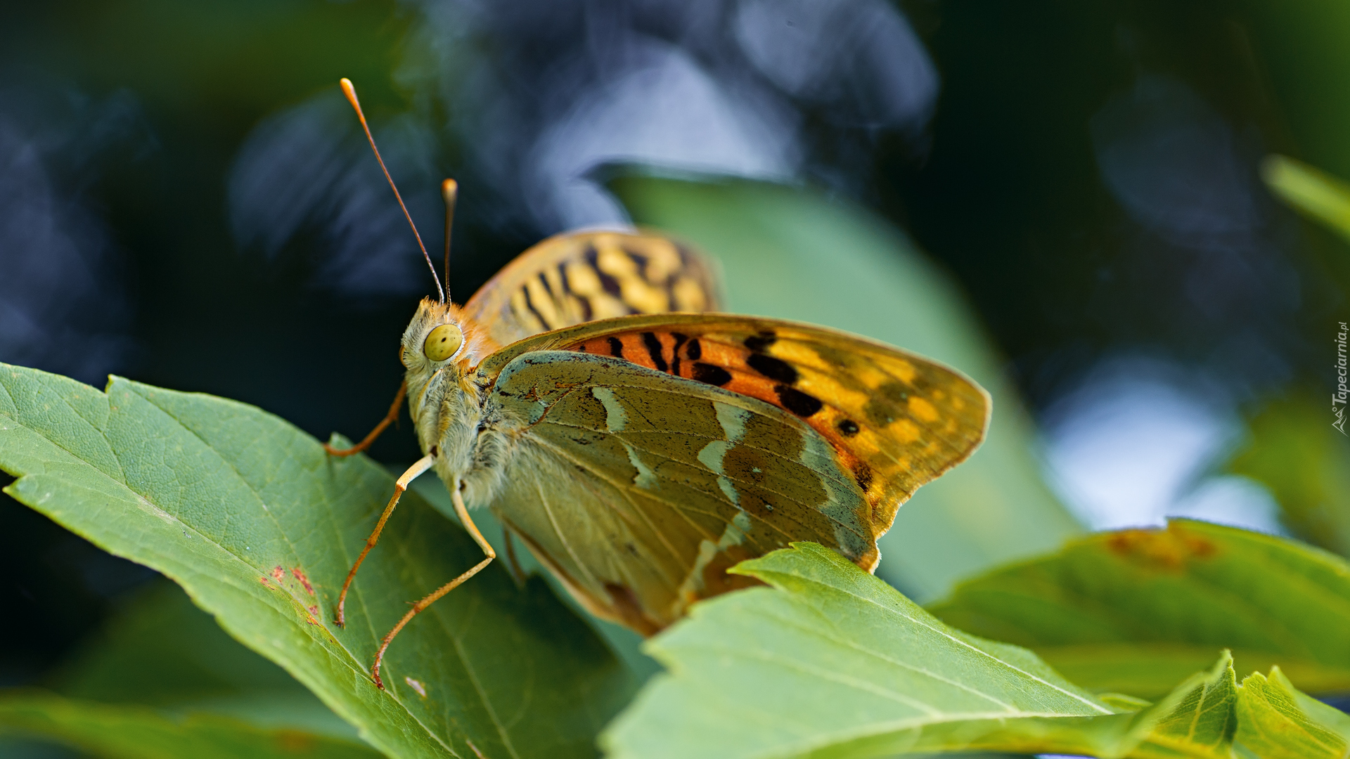 Motyl, Dostojka pandora, Liście