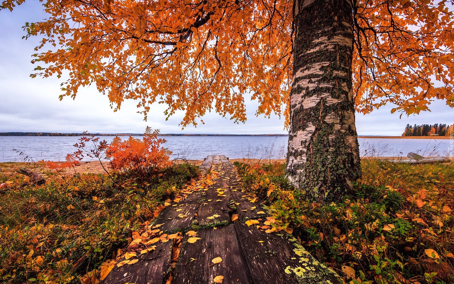 Jezioro, Jesień, Drzewo, Brzoza, Kładka, Liście