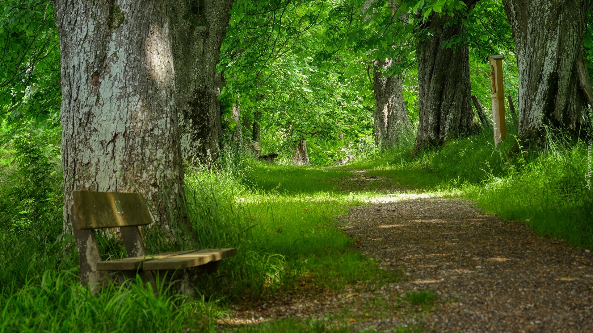 Park, Drzewa, Drewniana, Ławka, Droga