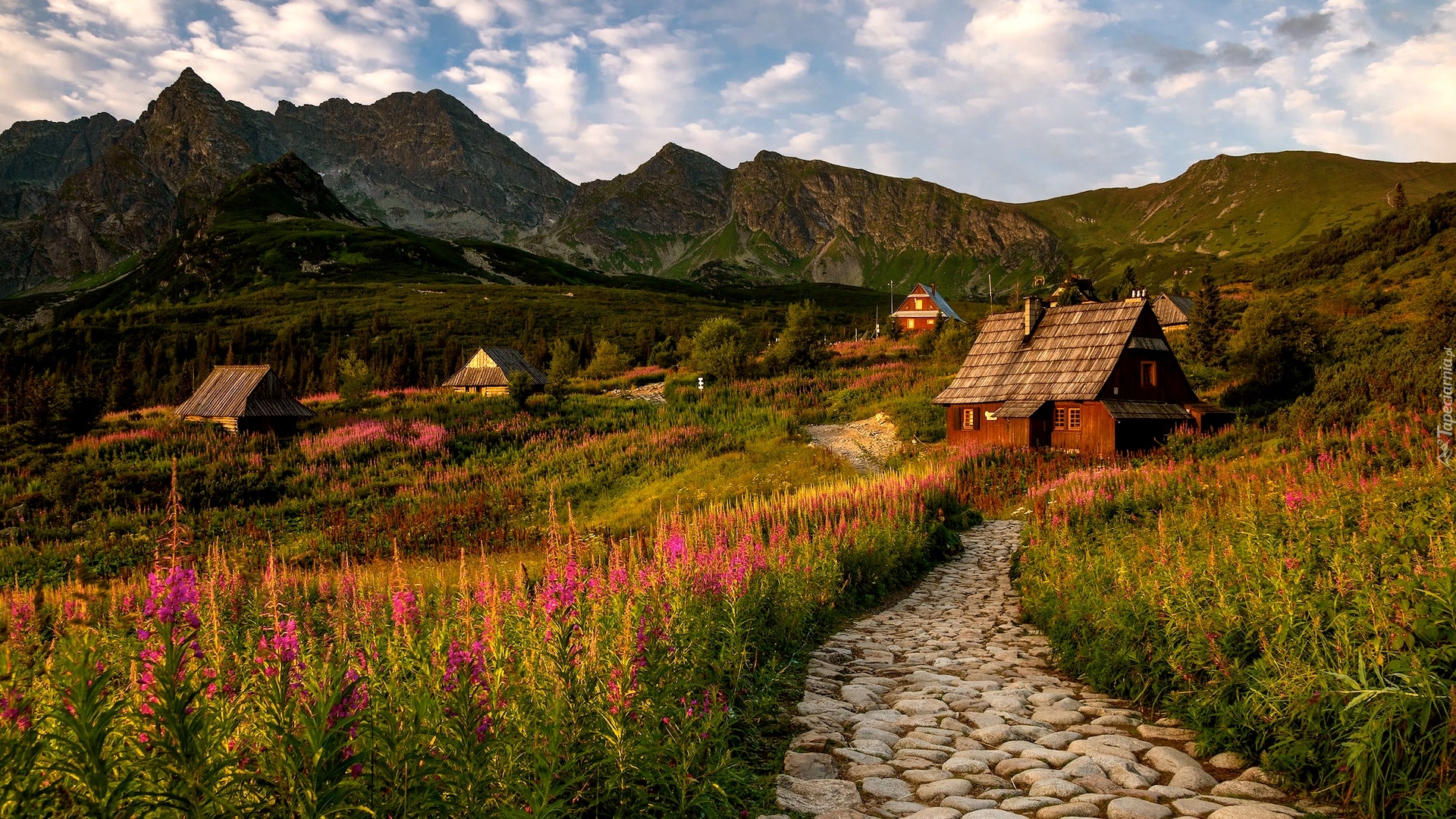 Góry, Tatry, Hala Gąsienicowa, Droga, Domy, Drewniane, Kwiaty, Wierzbówka kiprzyca, Tatrzański Park Narodowy, Polska