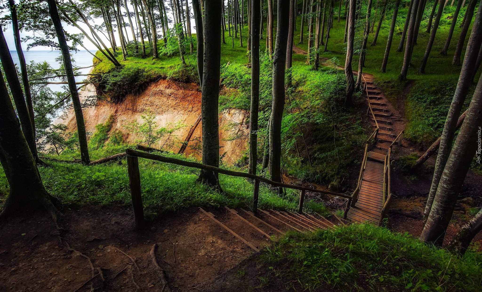 Niemcy, Wyspa Rugia, Park Narodowy Jasmund, Wzgórza Stubnitz, Las, Ścieżka, Schody