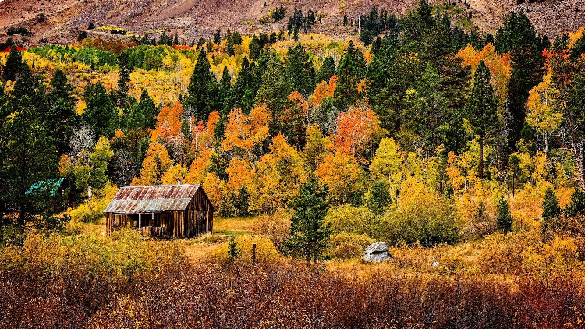 Jesień, Kolorowe, Drzewa, Drewniany, Dom, Dolina, Hope Valley, Kalifornia, Stany Zjednoczone