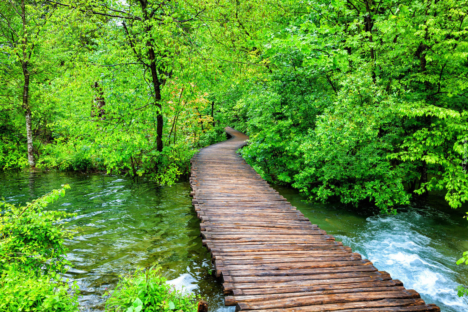 Park Narodowy Jezior Plitwickich, Las, Drzewa, Pomost, Rzeka, Chorwacja