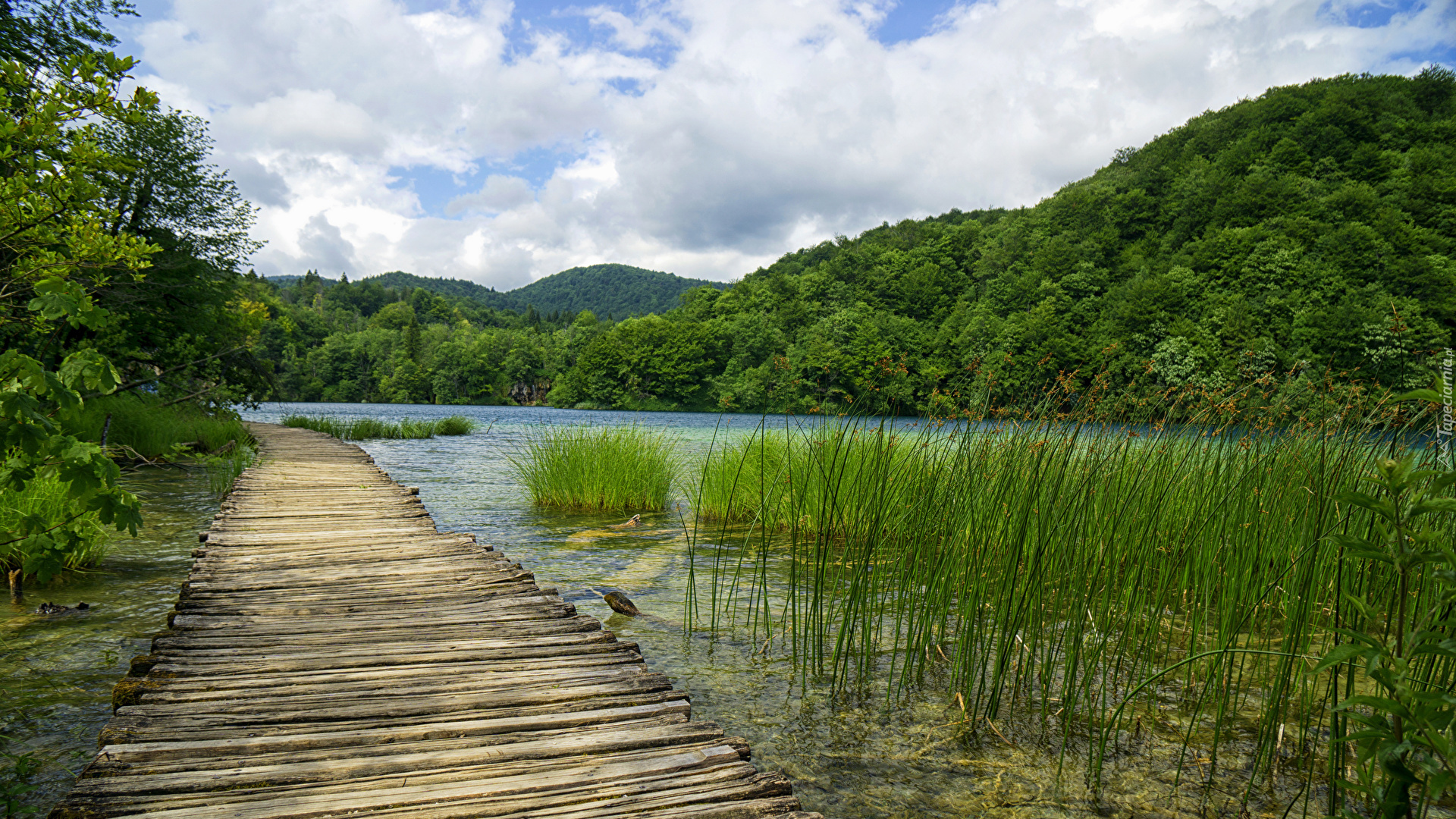 Wzgórze, Lasy, Drzewa, Trawa, Jezioro, Pomost, Park Narodowy Jezior Plitwickich, Chorwacja