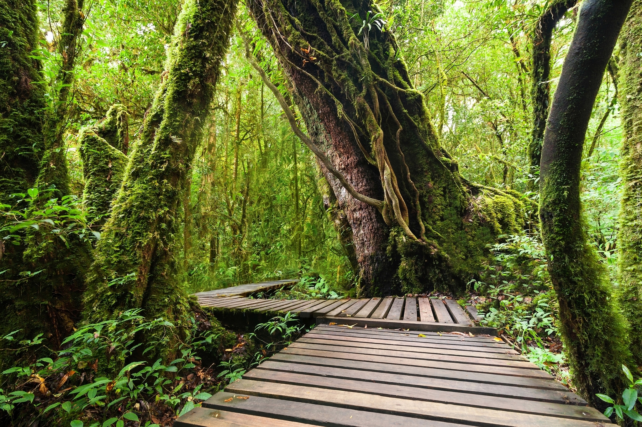 Las tropikalny, Drewniany, Pomost, Tajlandia, Park Narodowy Doi Inthanon, Chiang Mai, Tajlandia