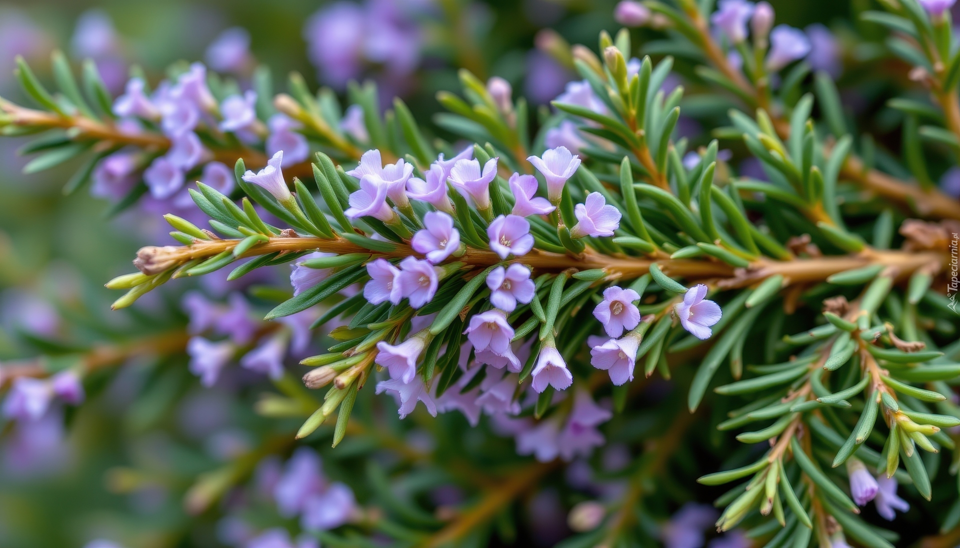 Rozmaryn, Fioletowe, Drobne, Kwiaty, Gałązki