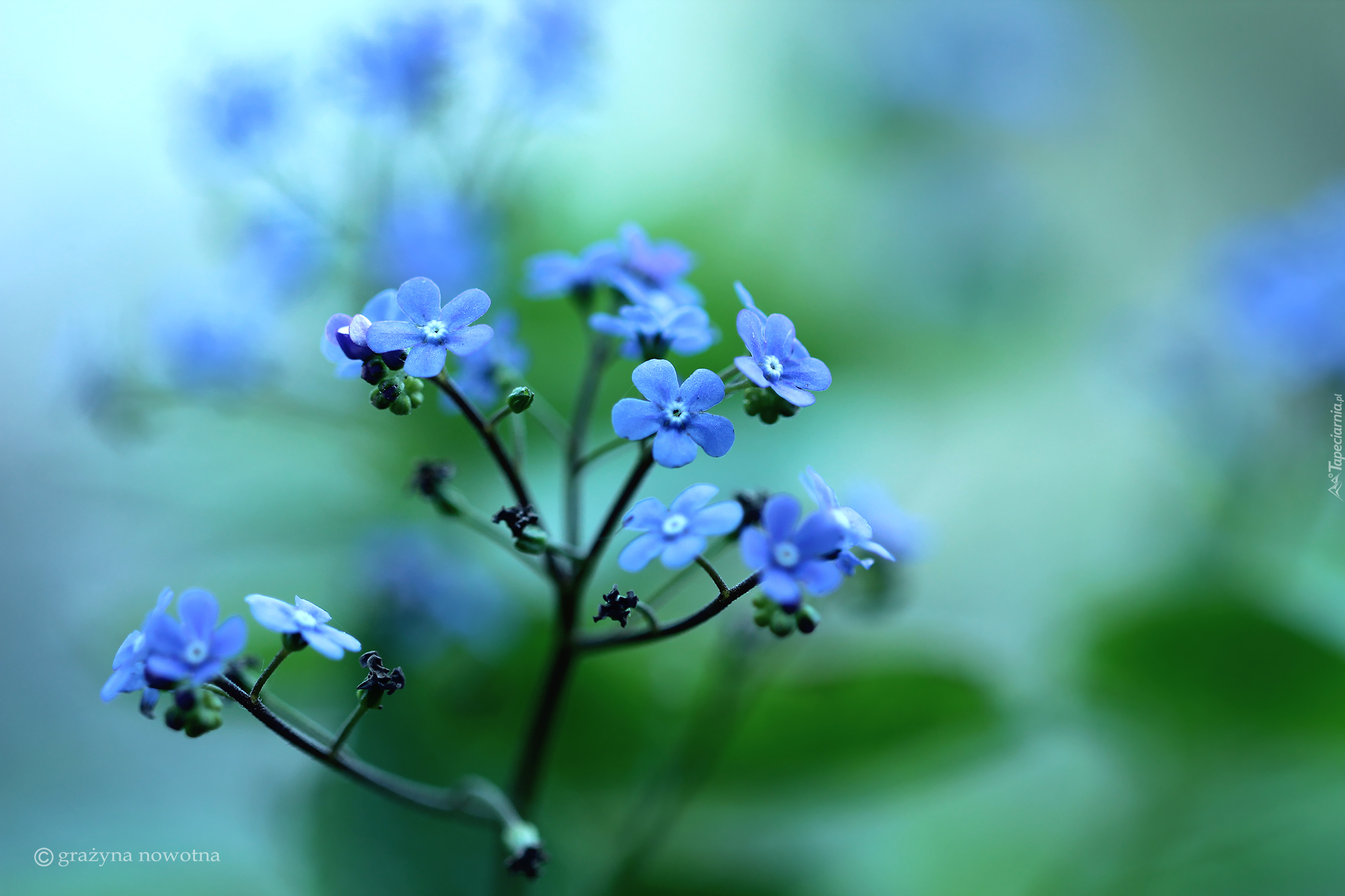 Brunera Wielkolistna, Niebieskie, Kwiaty