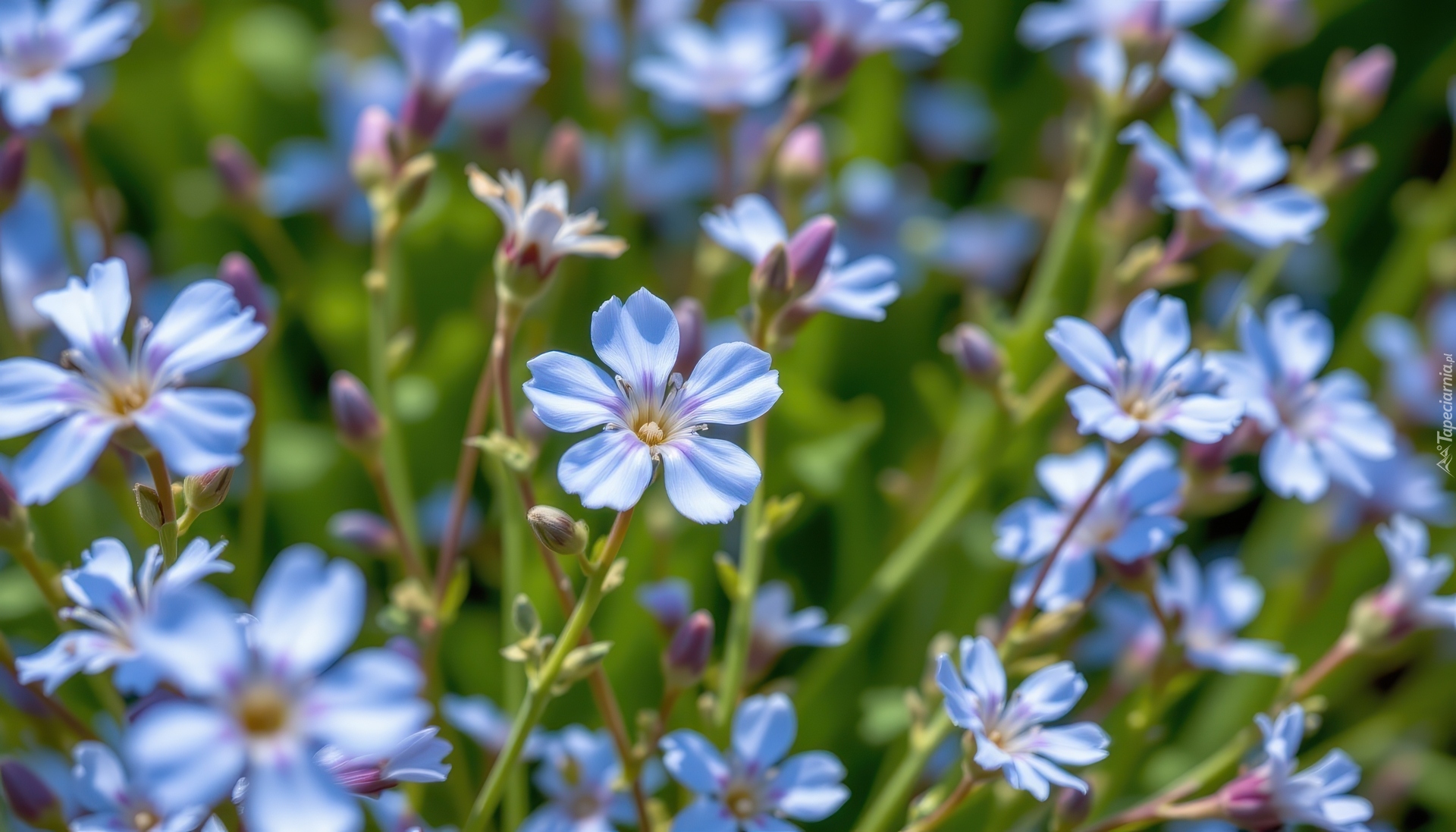 Niebieskie, Drobne, Kwiaty