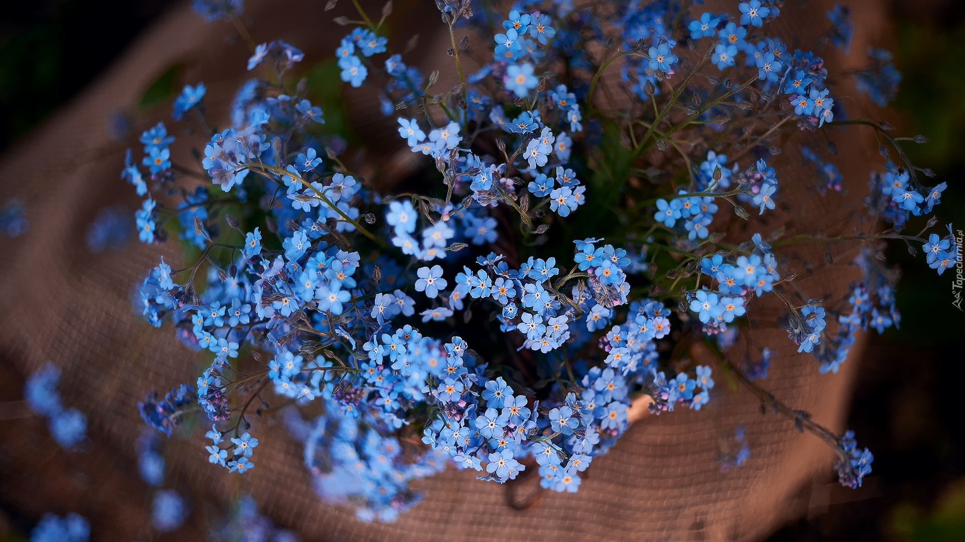 Niebieskie, Drobne, Kwiaty, Niezapominajki