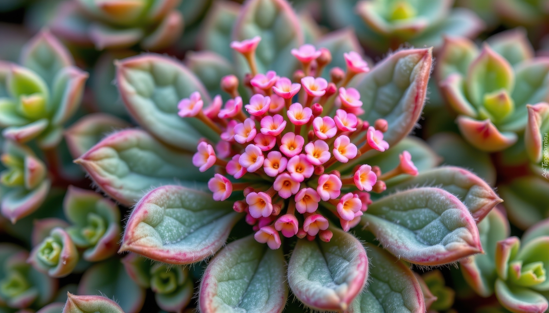 Różowe, Drobne, Kwiaty, Mięsiste, Listki