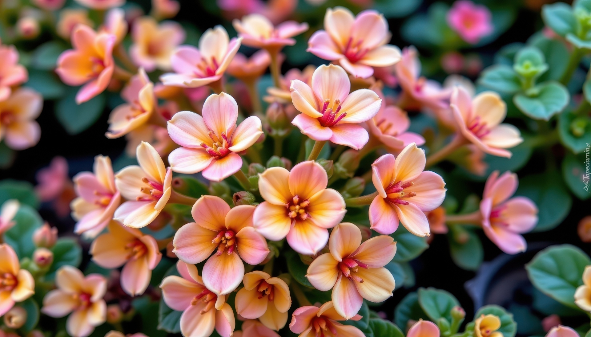 Różowe, Drobne, Kwiaty, Mięsiste, Listki