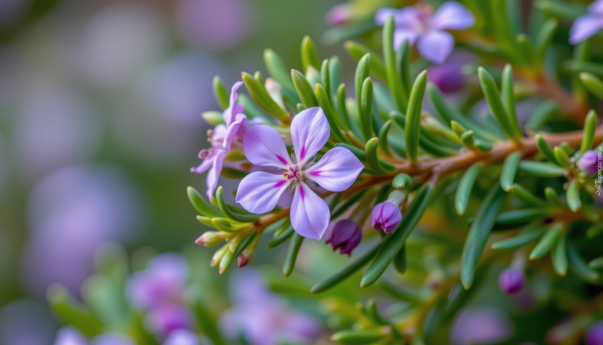 Różowe, Drobne, Kwiaty, Gałązka, Igiełki