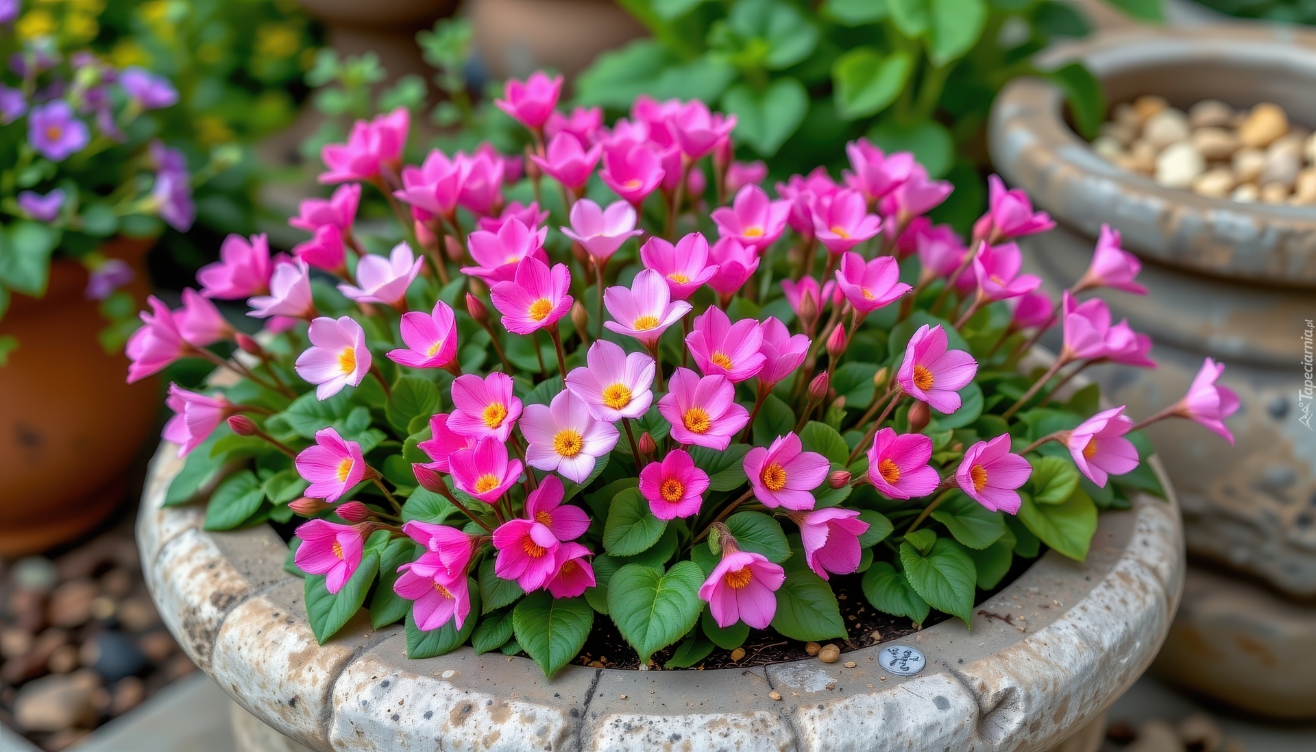 Różowe, Kwiaty, Donica