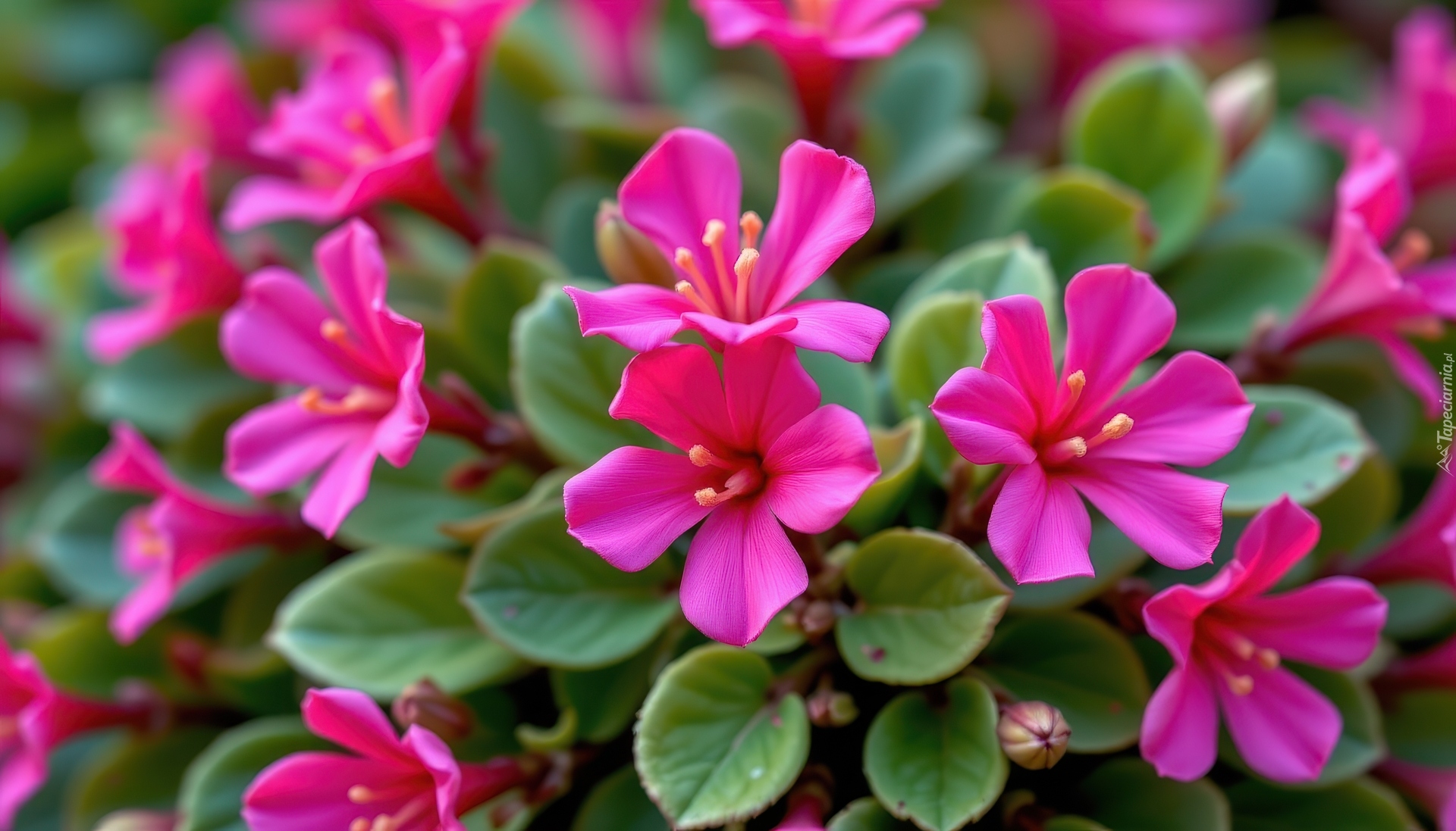 Różowe, Drobne, Kwiaty, Listki, Zbliżenie