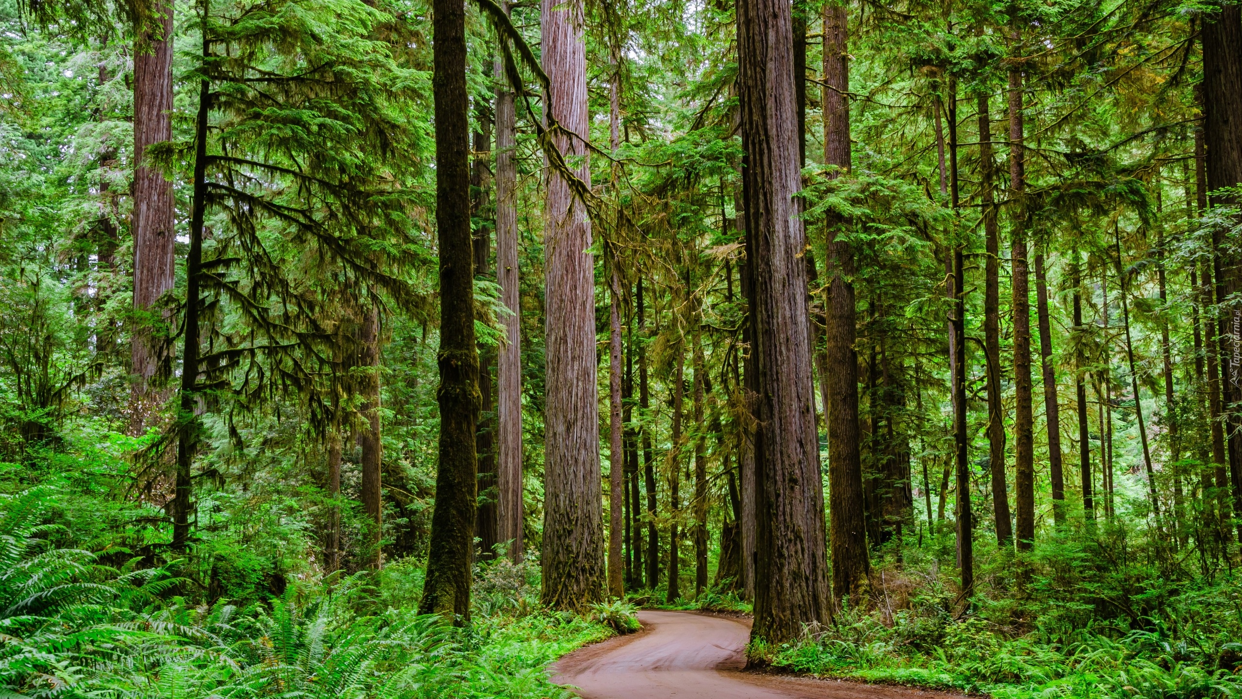 Stany Zjednoczone, Kalifornia, Crescent City, Park stanowy Jedediah Smith Redwoods State Park, Droga, Drzewa, Sekwoje