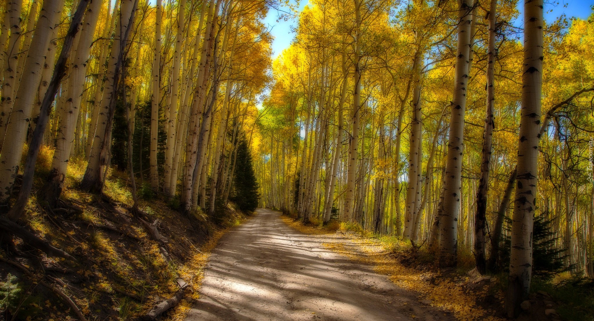 Droga, Drzewa, Topole osikowe, Jesień
