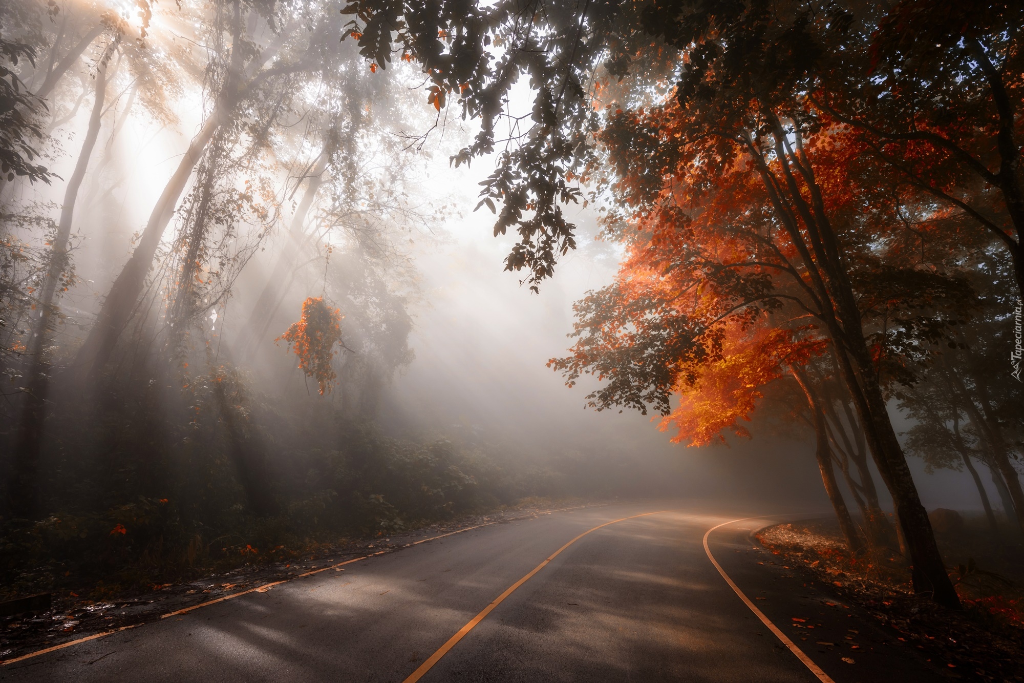 Droga, Drzewa, Mgła, Poranek, Przebijające światło, Jesień