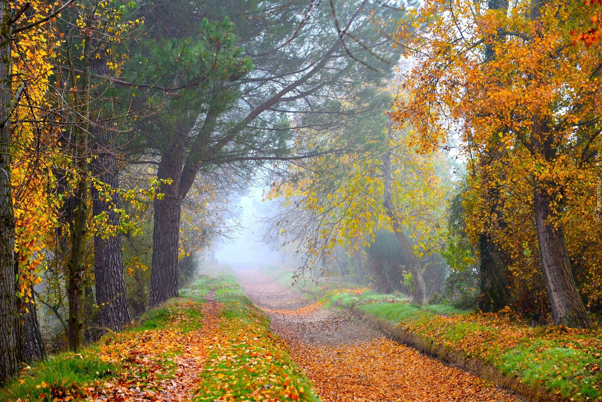 Droga, Drzewa, Poranek, Mgła, Jesień