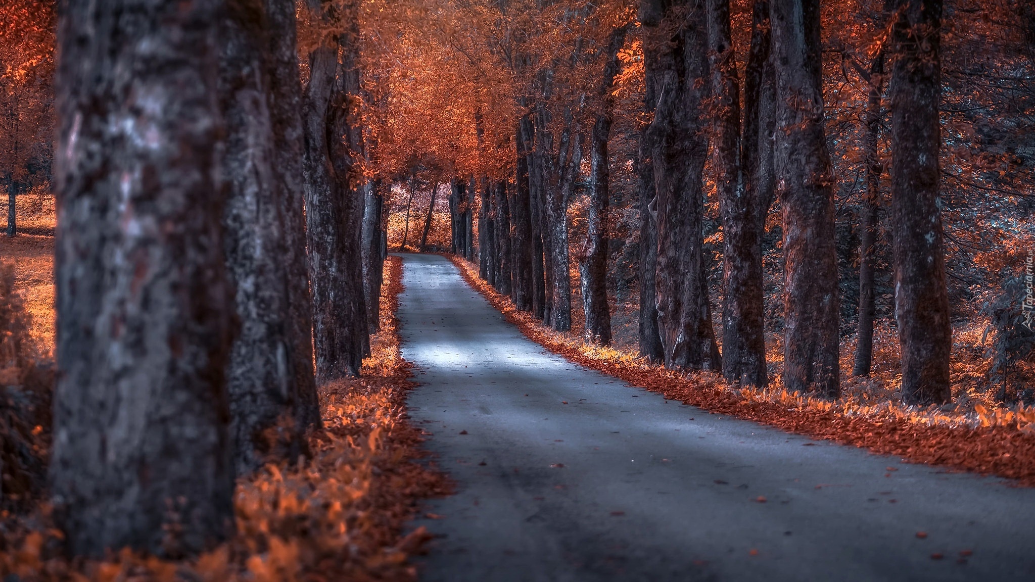 Droga, Szpalery, Drzewa, Jesień