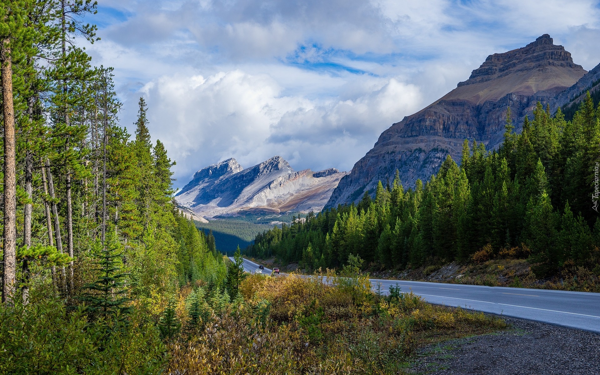 Góry Skaliste, Droga, Drzewa, Świerki, Prowincja Alberta, Kanada