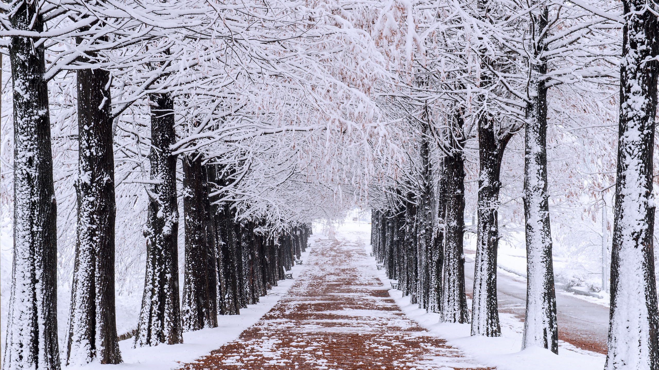 Zima, Droga, Ośnieżone, Drzewa, Śnieg