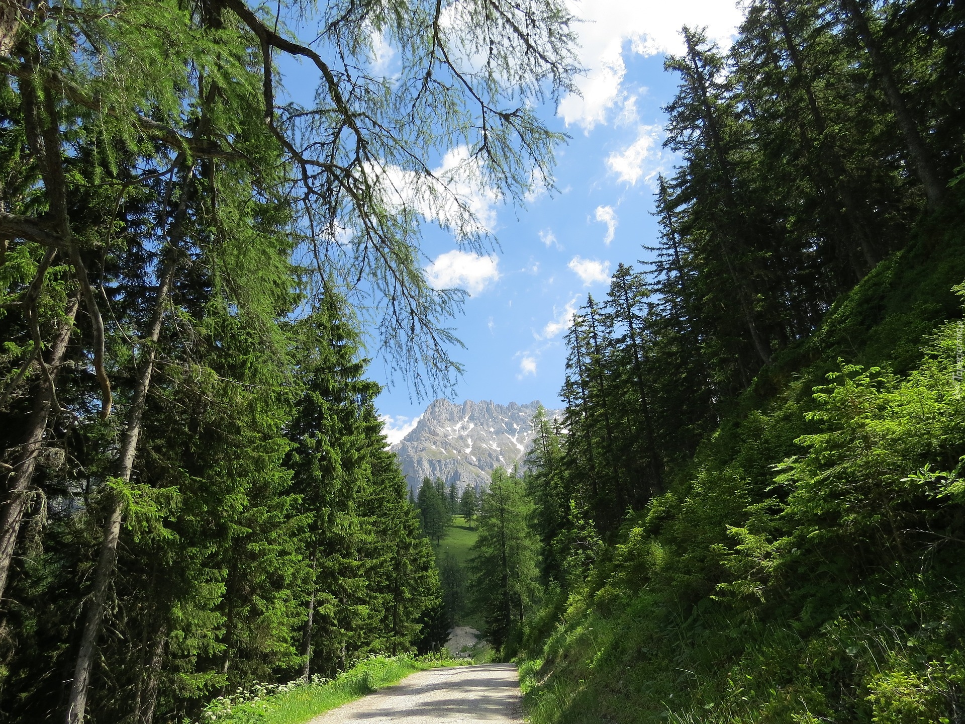 Austria, Góry Dachstein, Alpy, Droga, Las, Drzewa