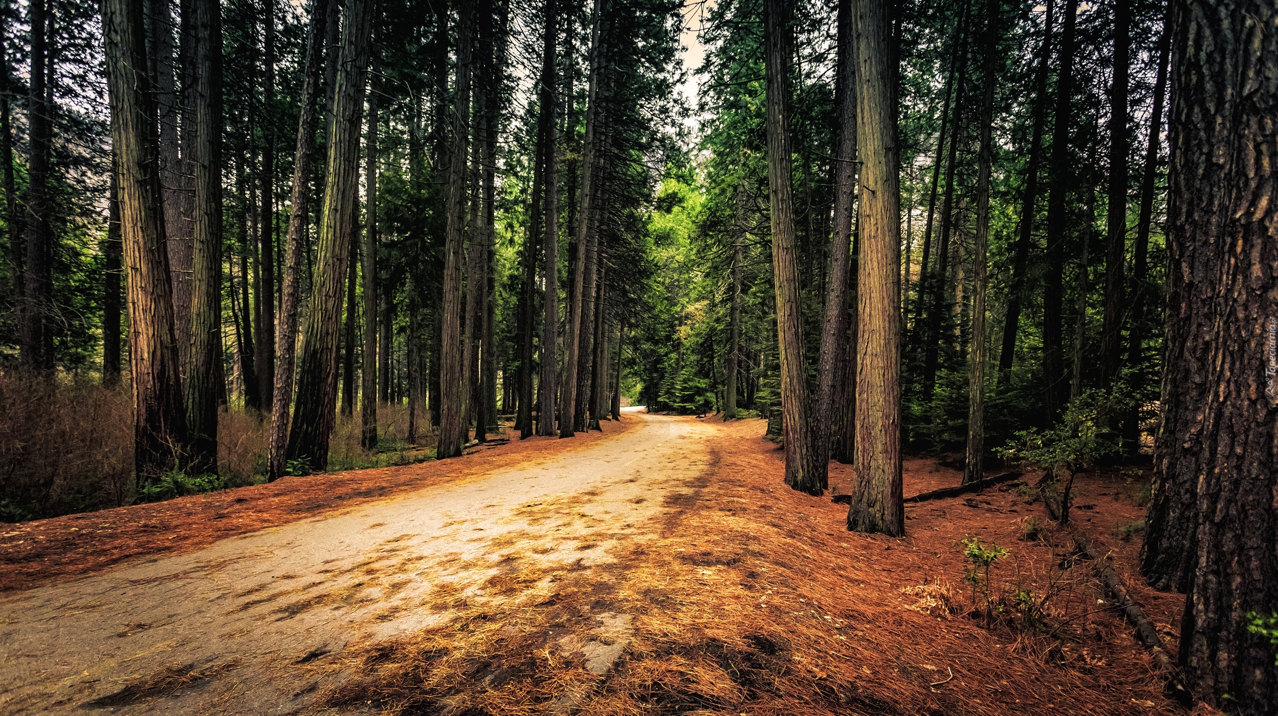 Stany Zjednoczone, Stan Kalifornia, Park Narodowy Yosemite, Las, Drzewa, Droga