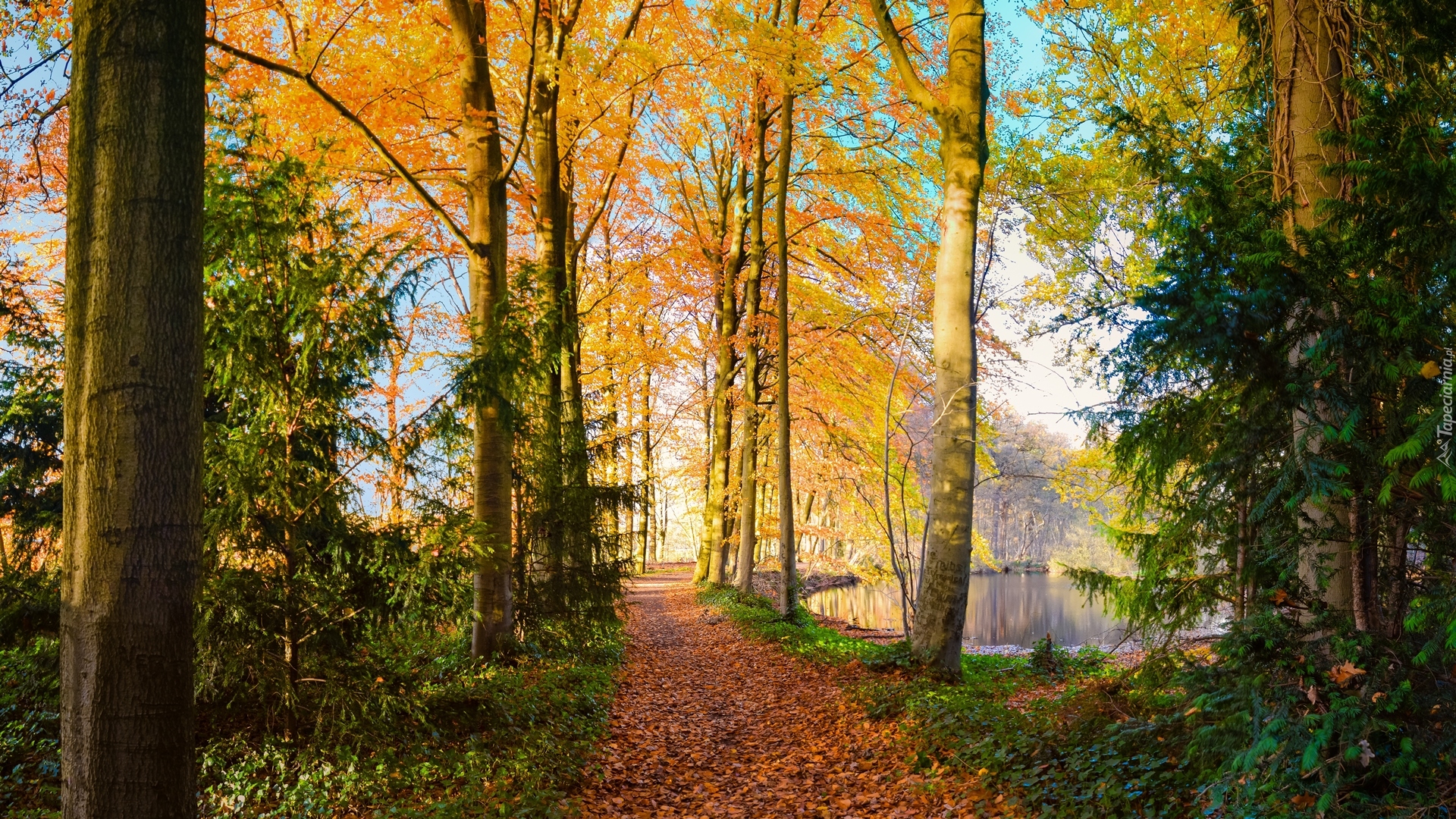 Park, Drzewa, Staw, Jesień, Ścieżka