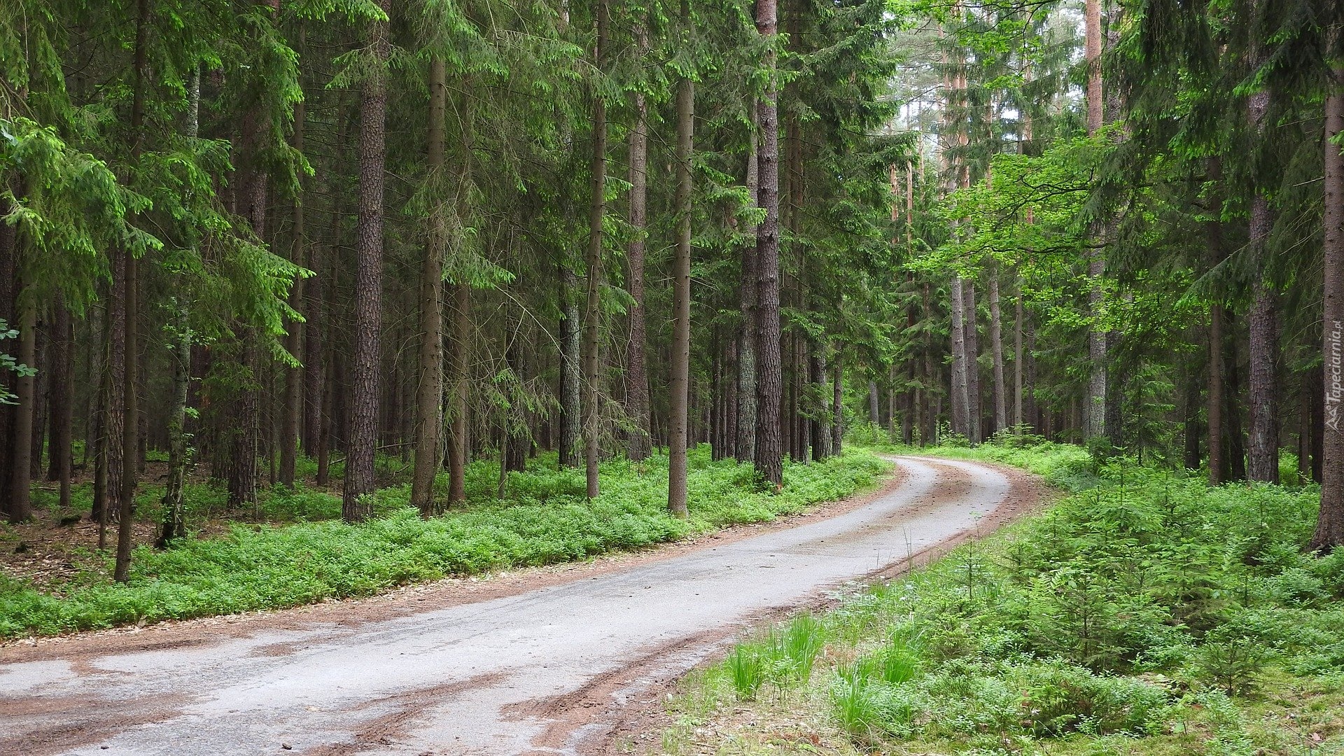 Drzewa, Rośliny, Droga, Las