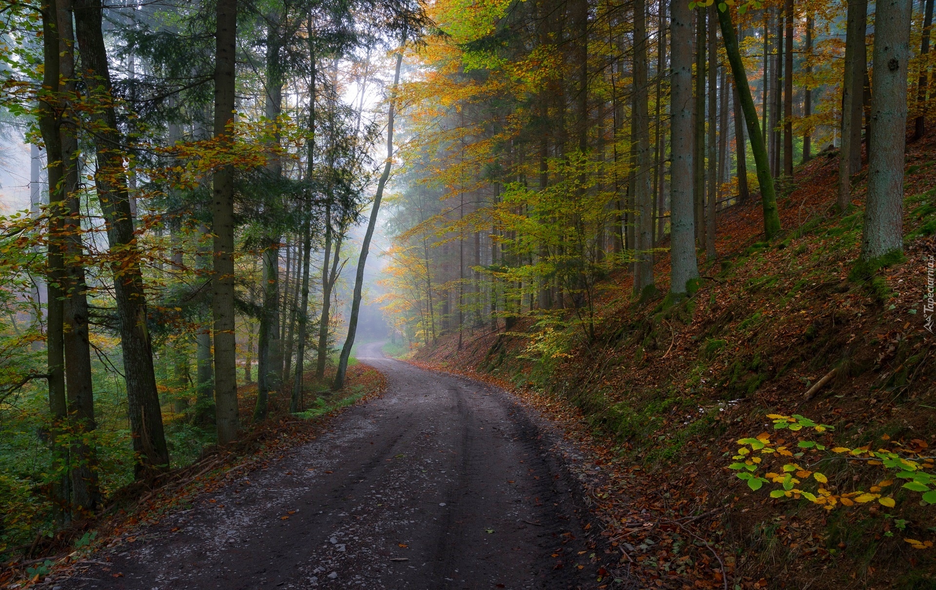 Las, Droga, Drzewa, Mgła, Jesień