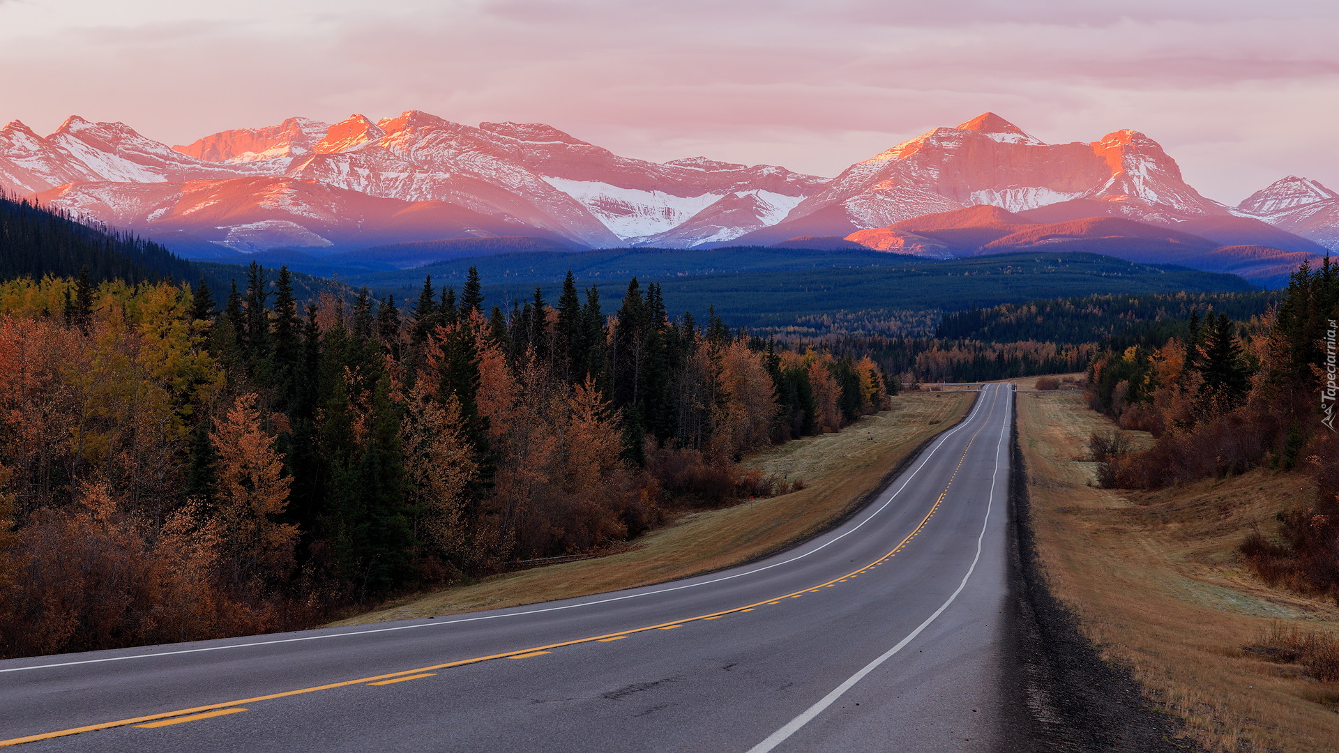 Droga, Góry Skaliste, Lasy, Drzewa, Alberta, Kanada