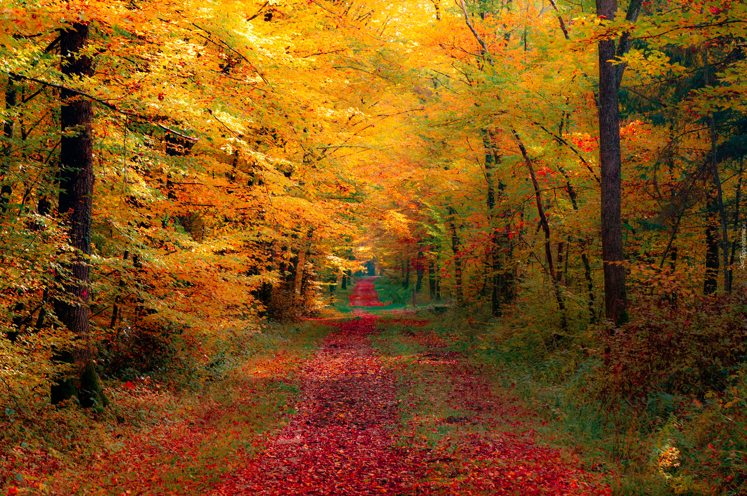 Droga, Las, Drzewa, Kolorowe, Liście, Jesień