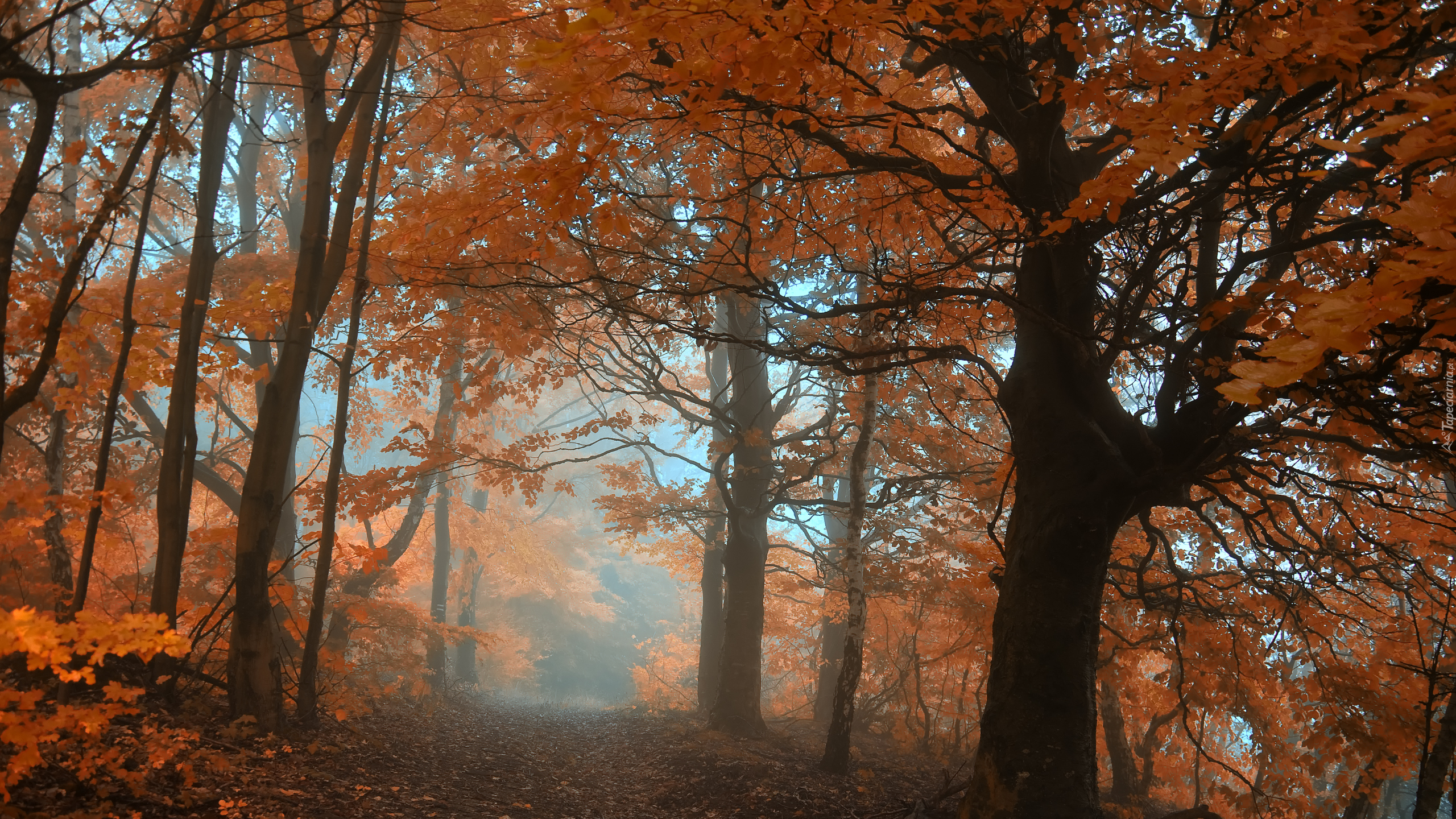 Jesień, Las, Drzewa, Mgła, Droga