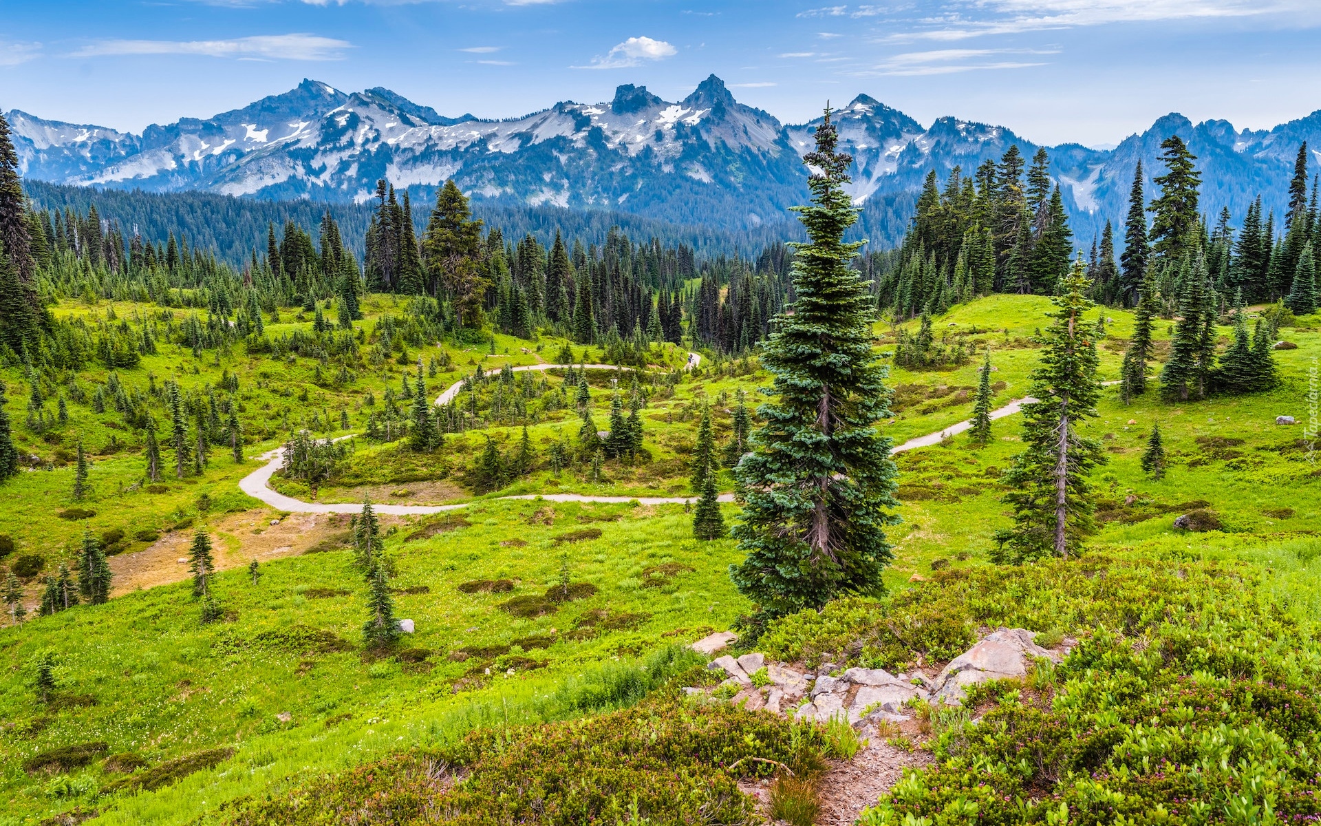 Park Narodowy Mount Rainier, Góry, Tatoosh Range, Łąka, Droga, Drzewa, Stan Waszyngton, Stany Zjednoczone