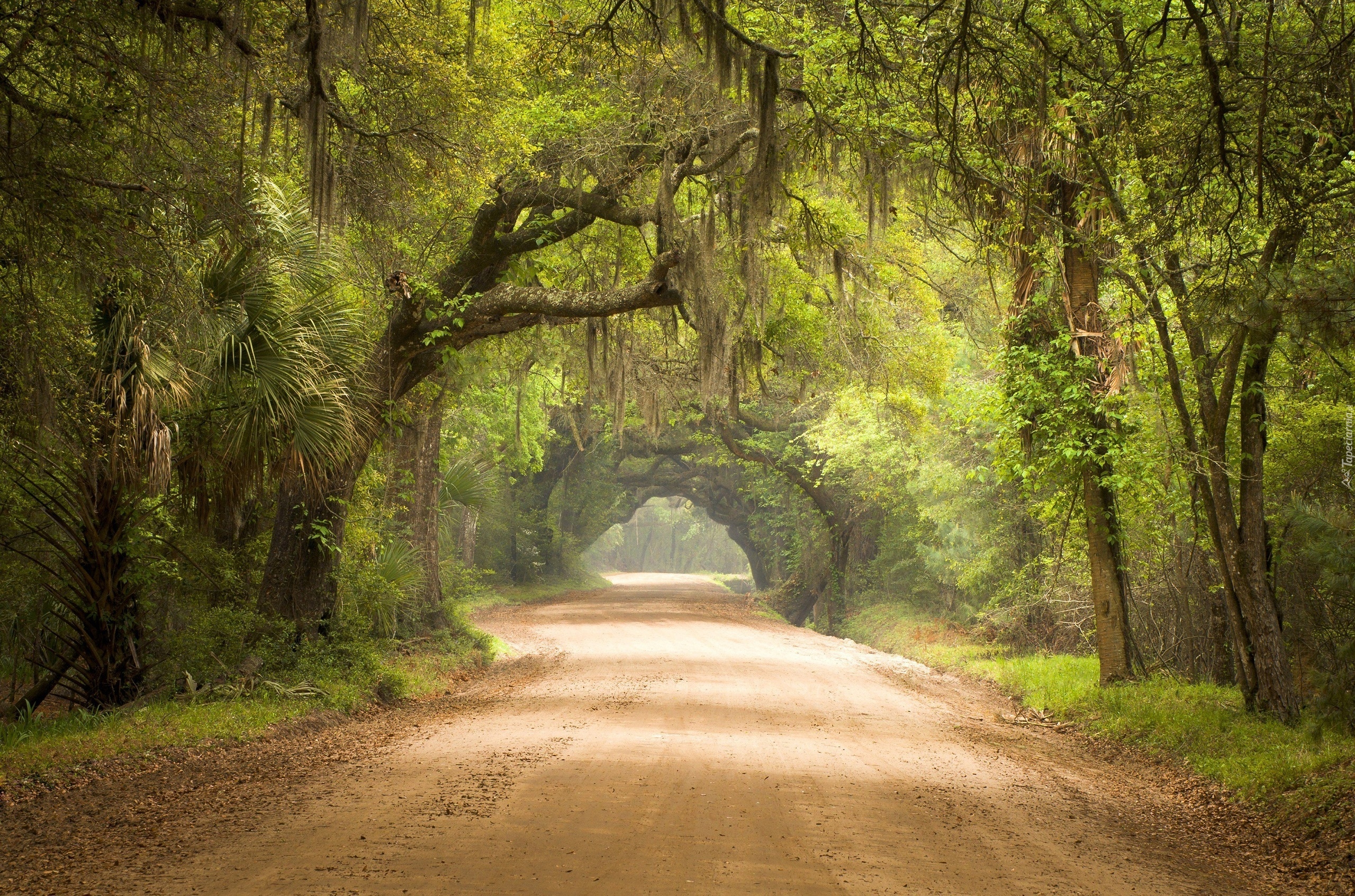 Stany Zjednoczone, Karolina Południowa, Hrabstwo Charleston, Rezerwat przyrody Botany Bay Plantation Wildlife Management Area, Las, Droga, Drzewa, Konary, Przebijające światło