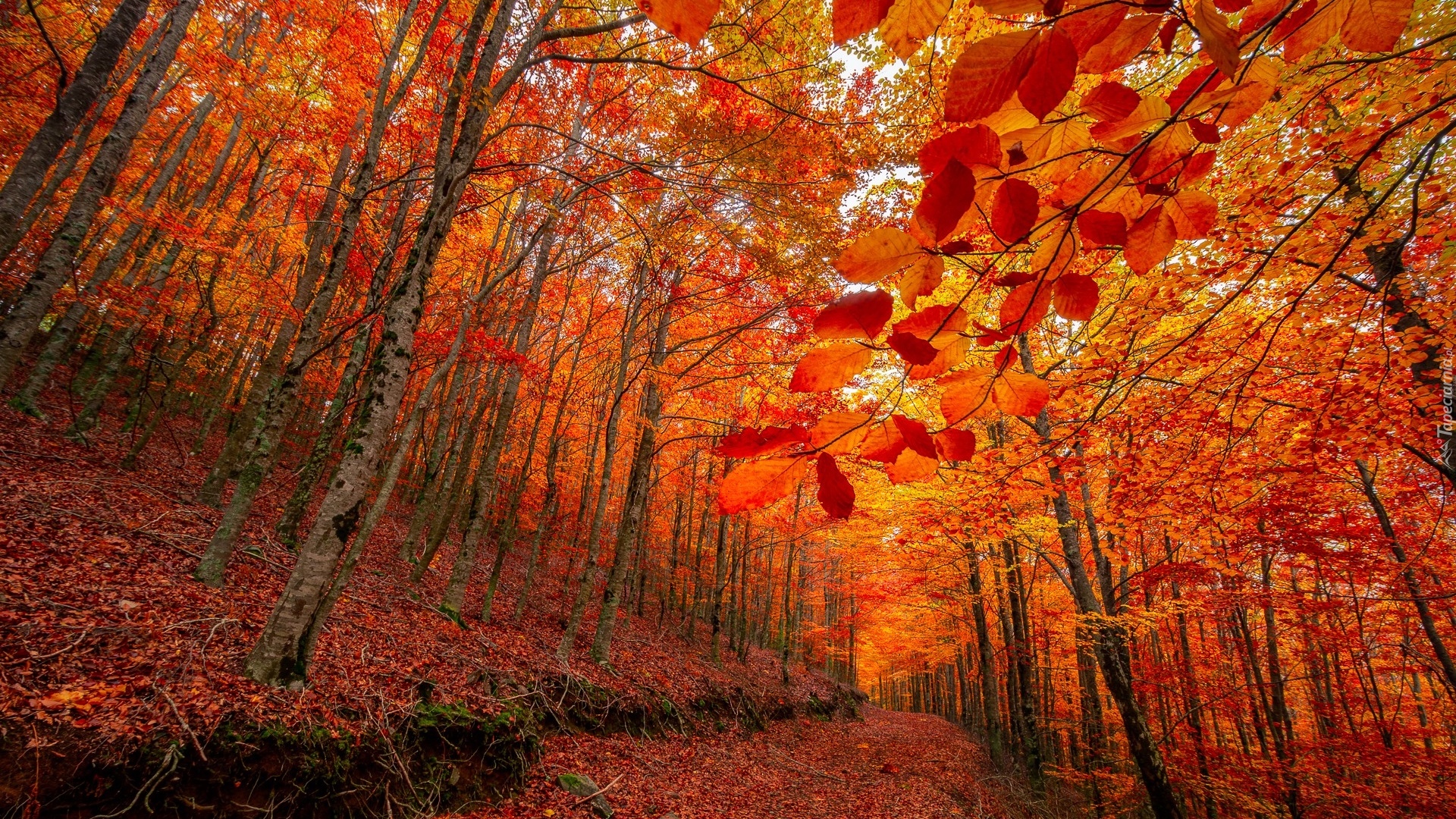 Las, Drzewa, Jesień, Pomarańczowe, Liście