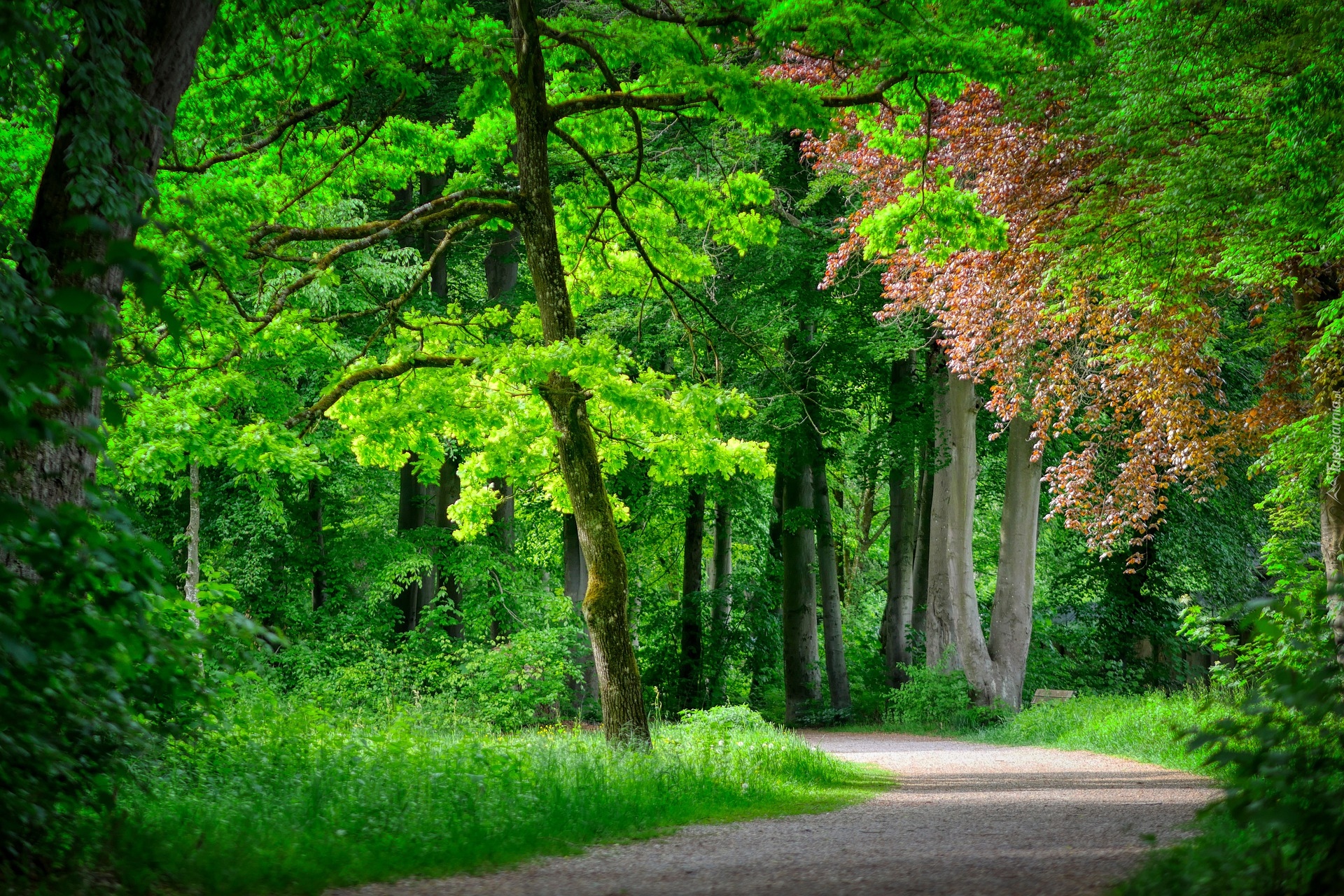 Drzewa, Ścieżka, Park