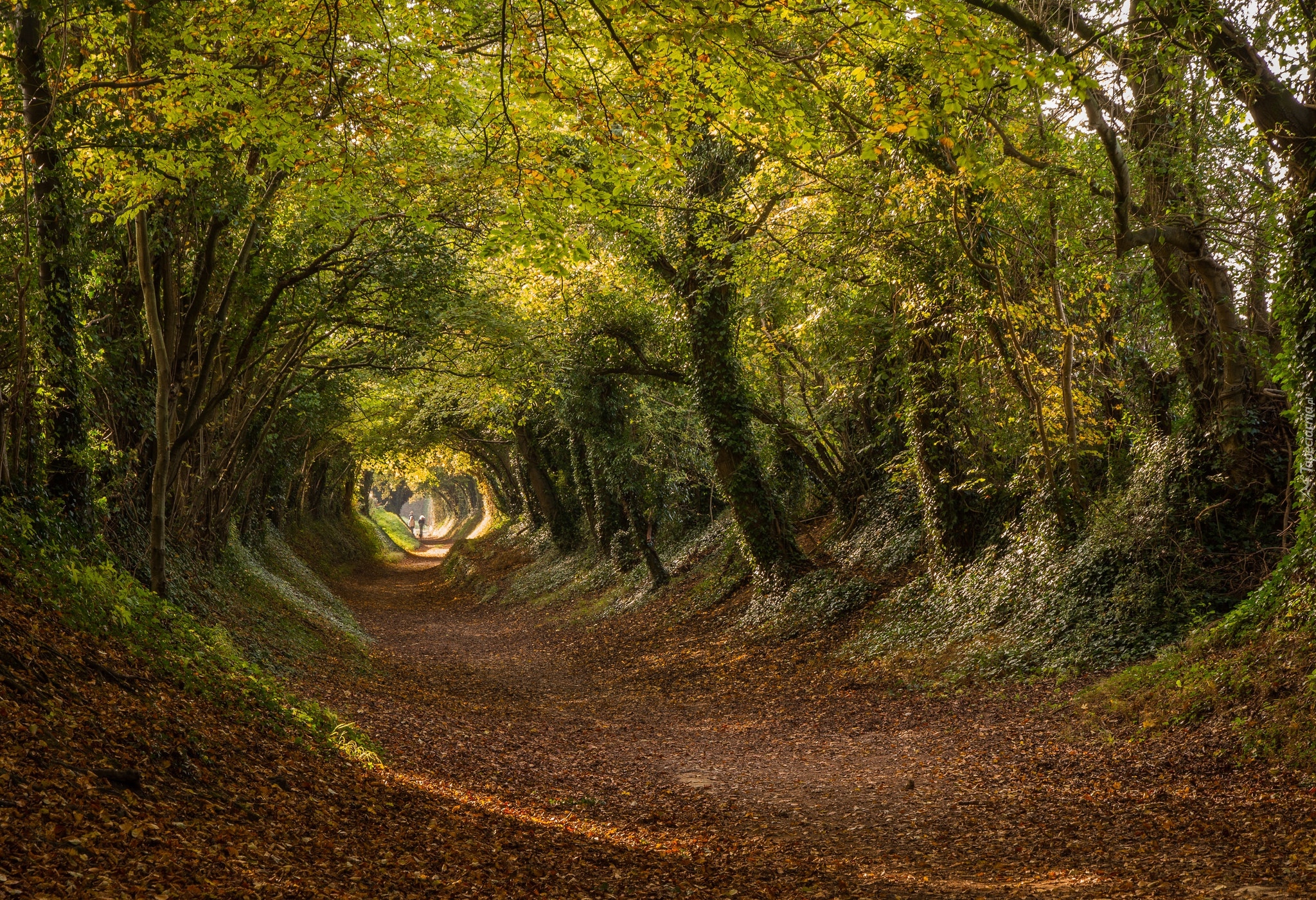 Anglia, Hrabstwo West Sussex, Wieś Halnaker, Droga Stane Street,  Jesień, Drzewa, Droga, Liście