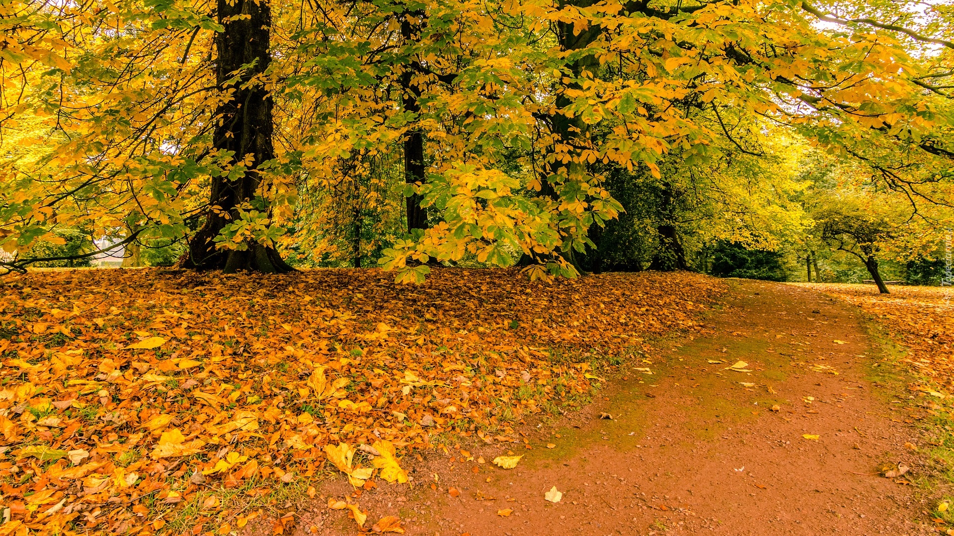 Jesień, Park, Drzewa, Droga, Liście