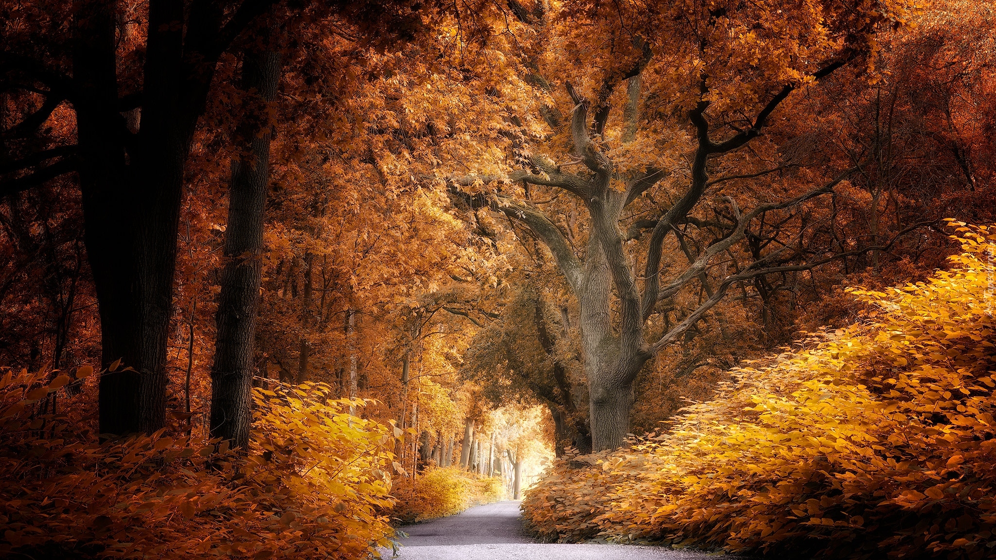 Jesień, Las, Żółto-brązowe, Drzewa, Droga